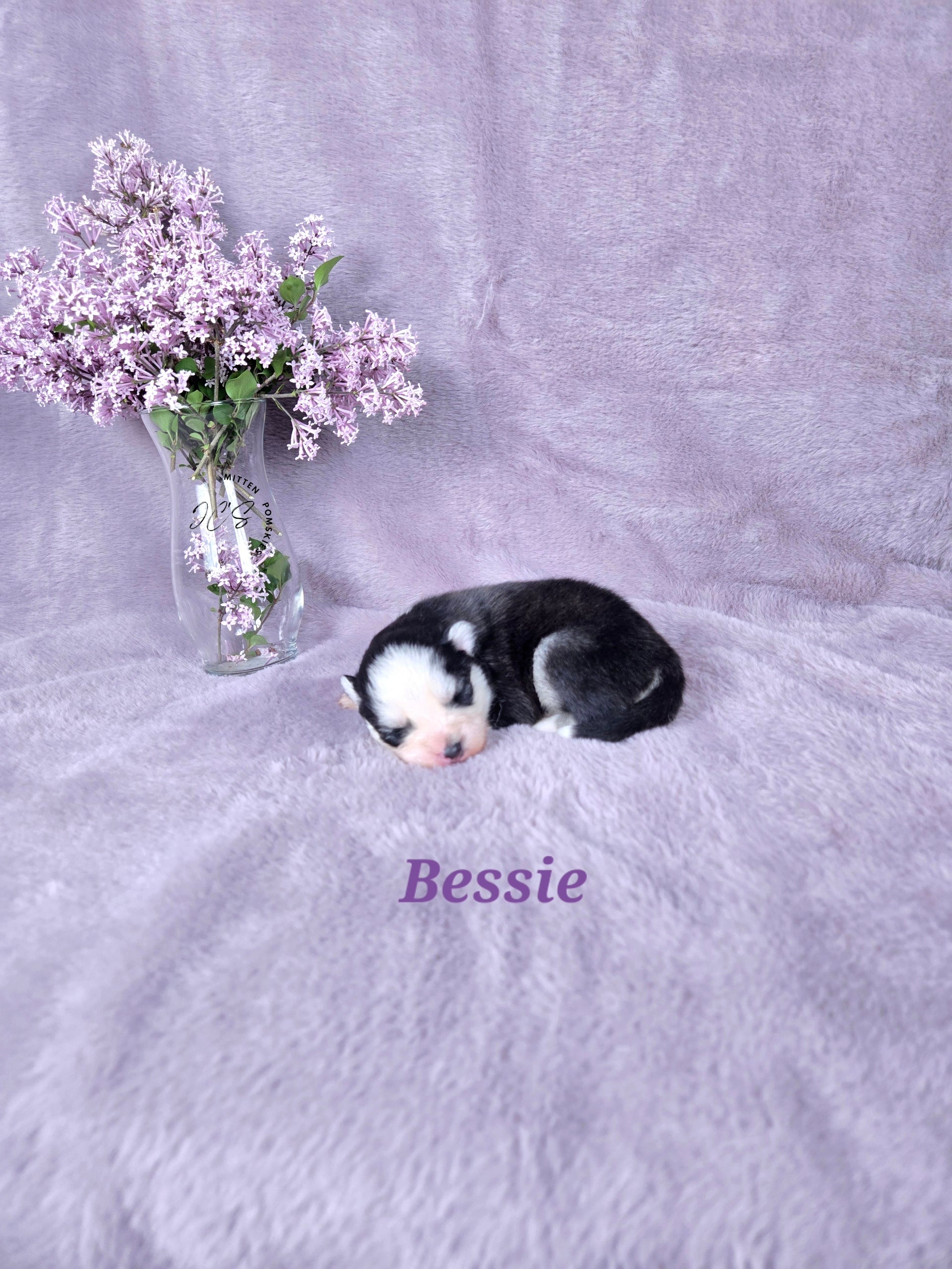 Bessie (FEMALE) Mini