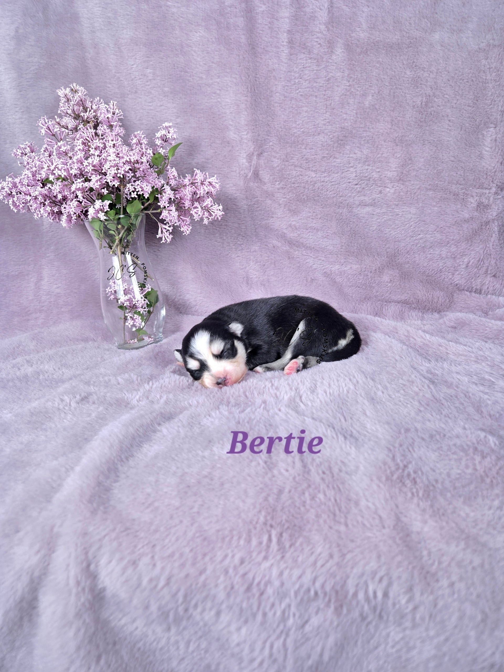 Bertie (FEMALE) Mini