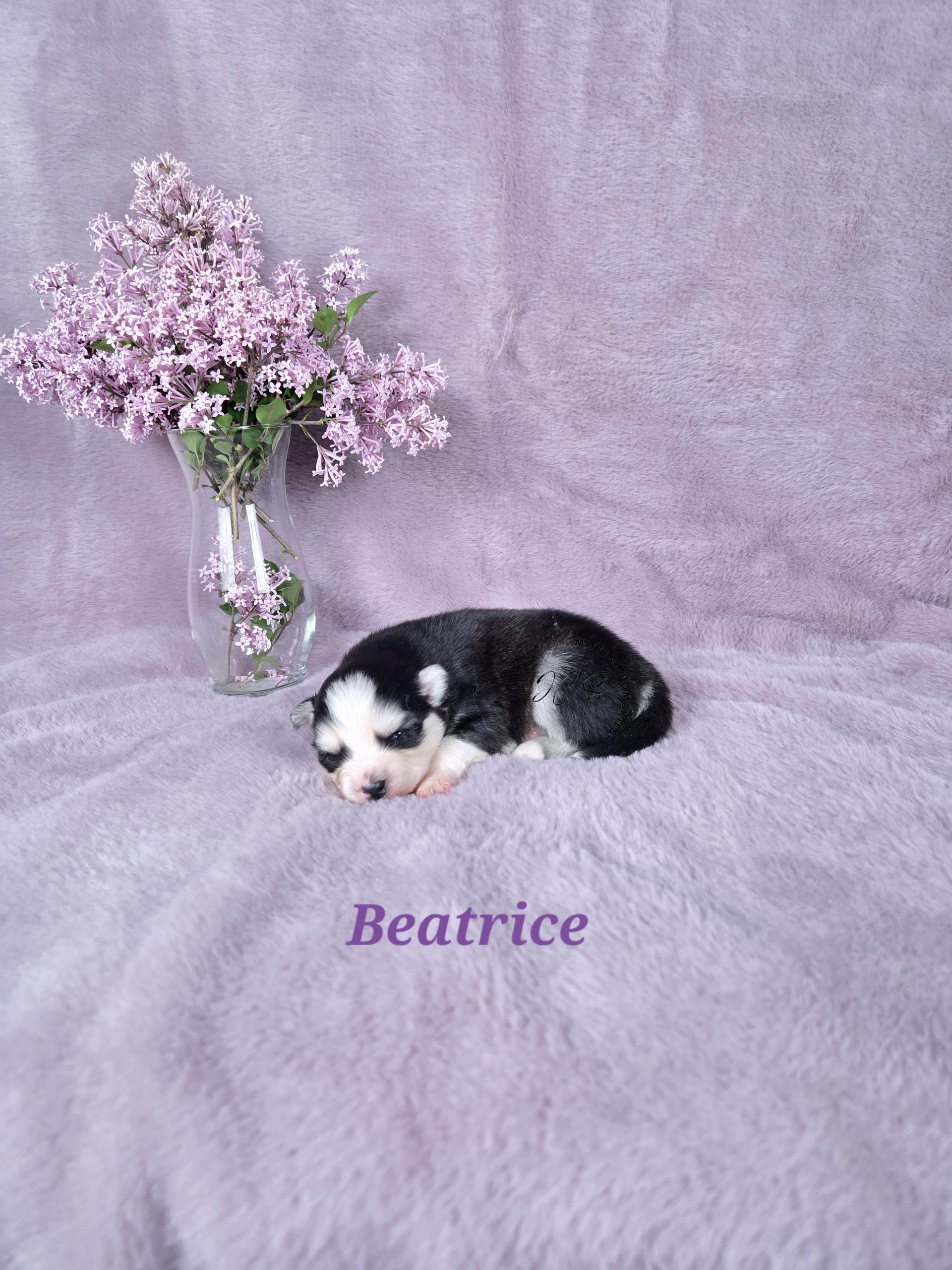 Beatrice (FEMALE) Mini
