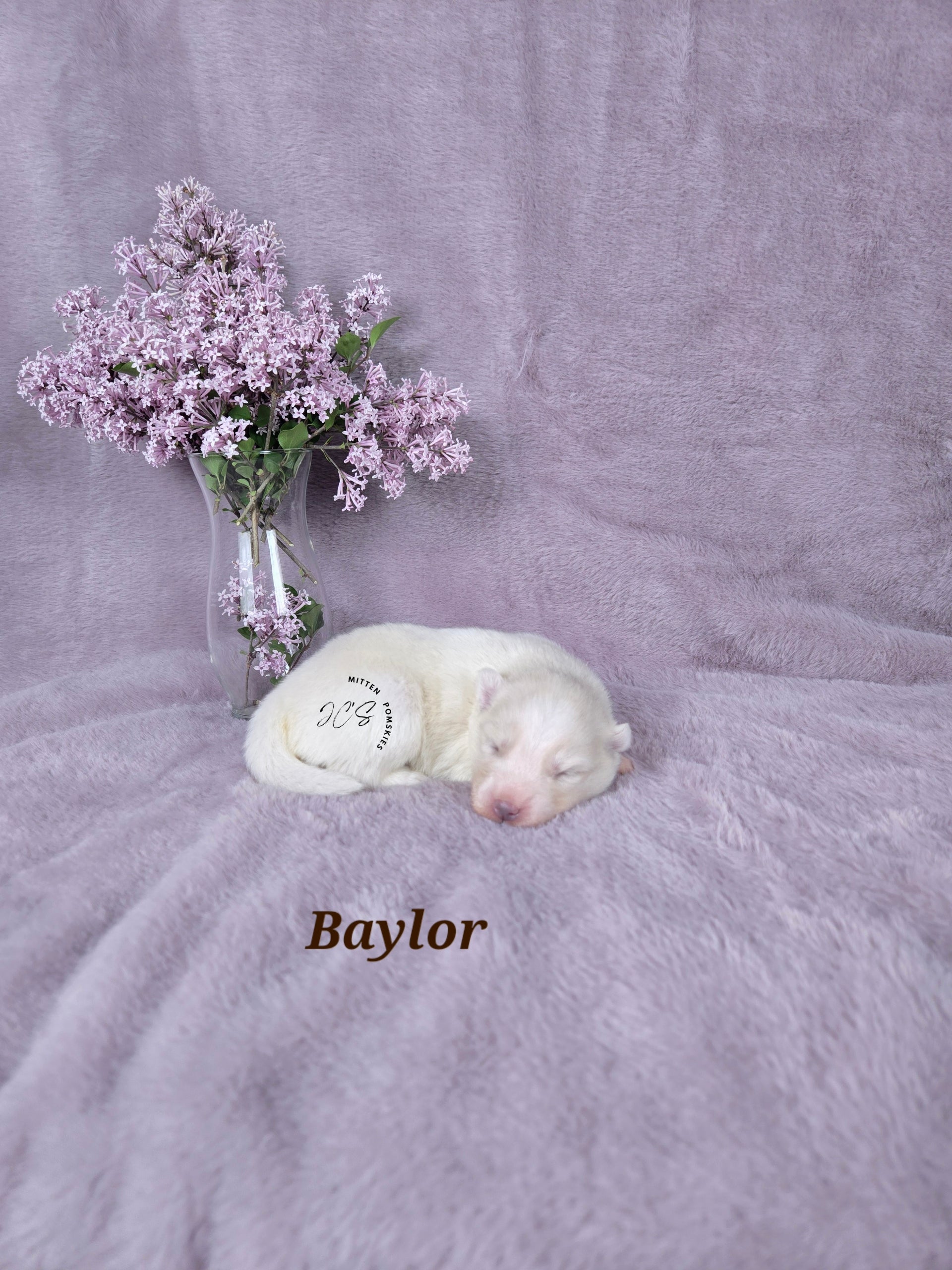 Baylor (MALE) Mini