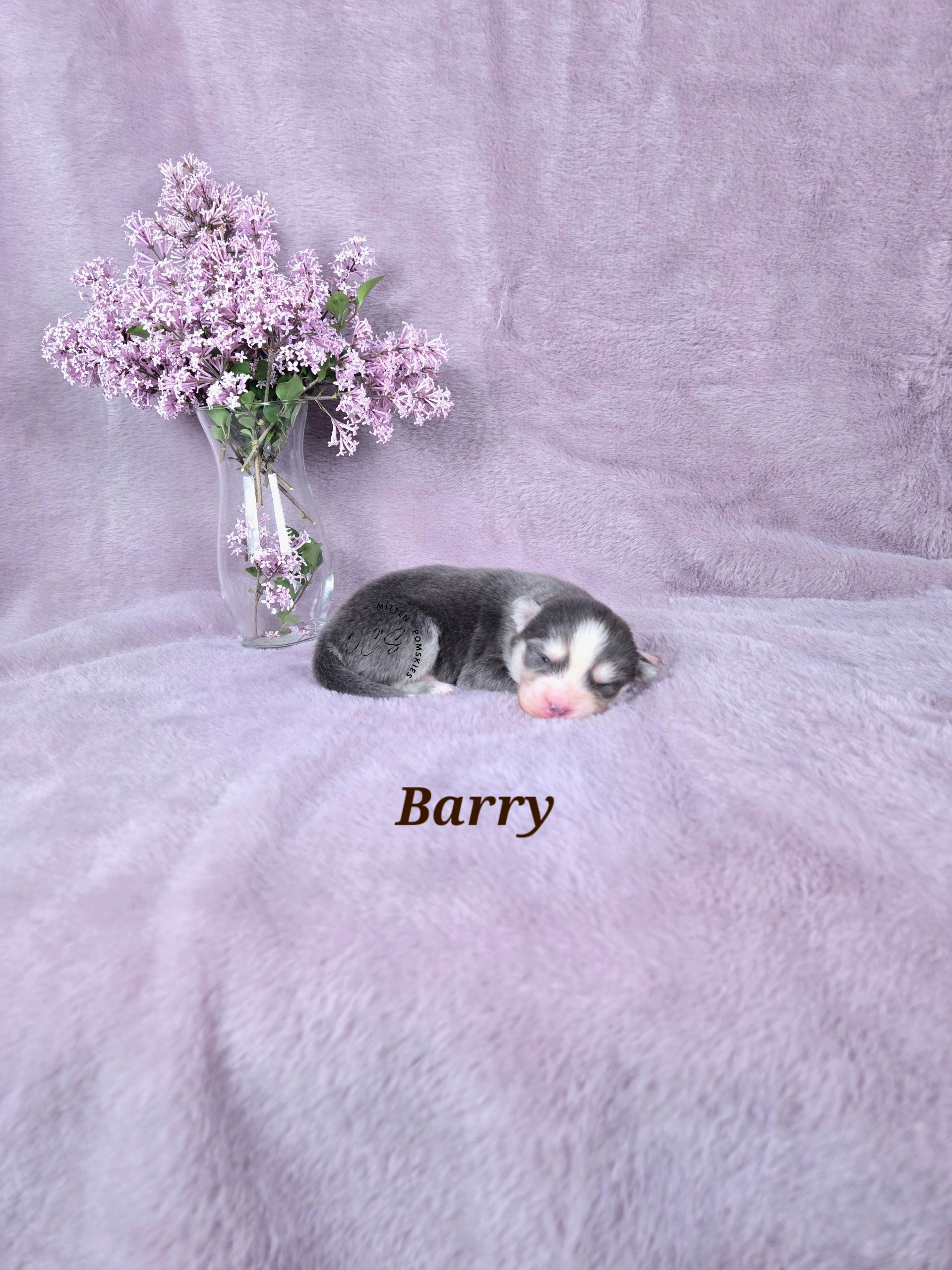 Barry (MALE) RARE BLUE Mini