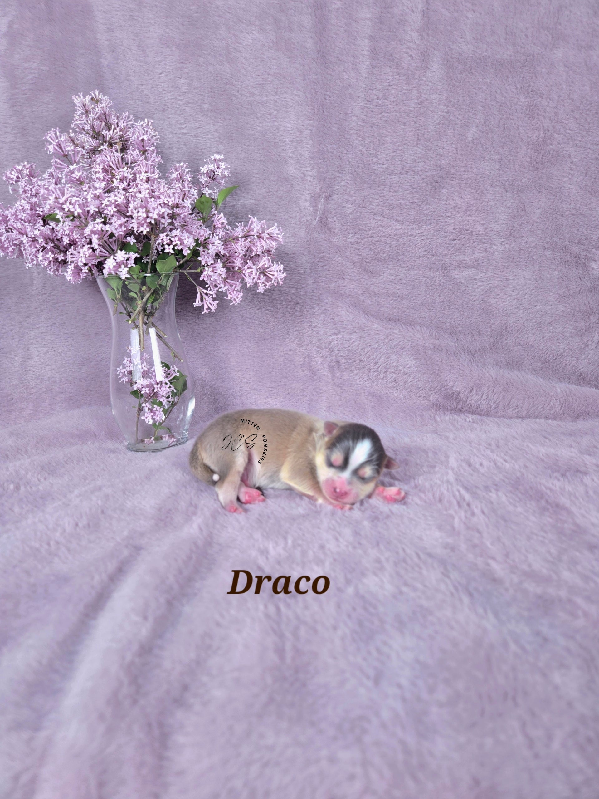 Draco (MALE) RARE BLUE Micro/Mini