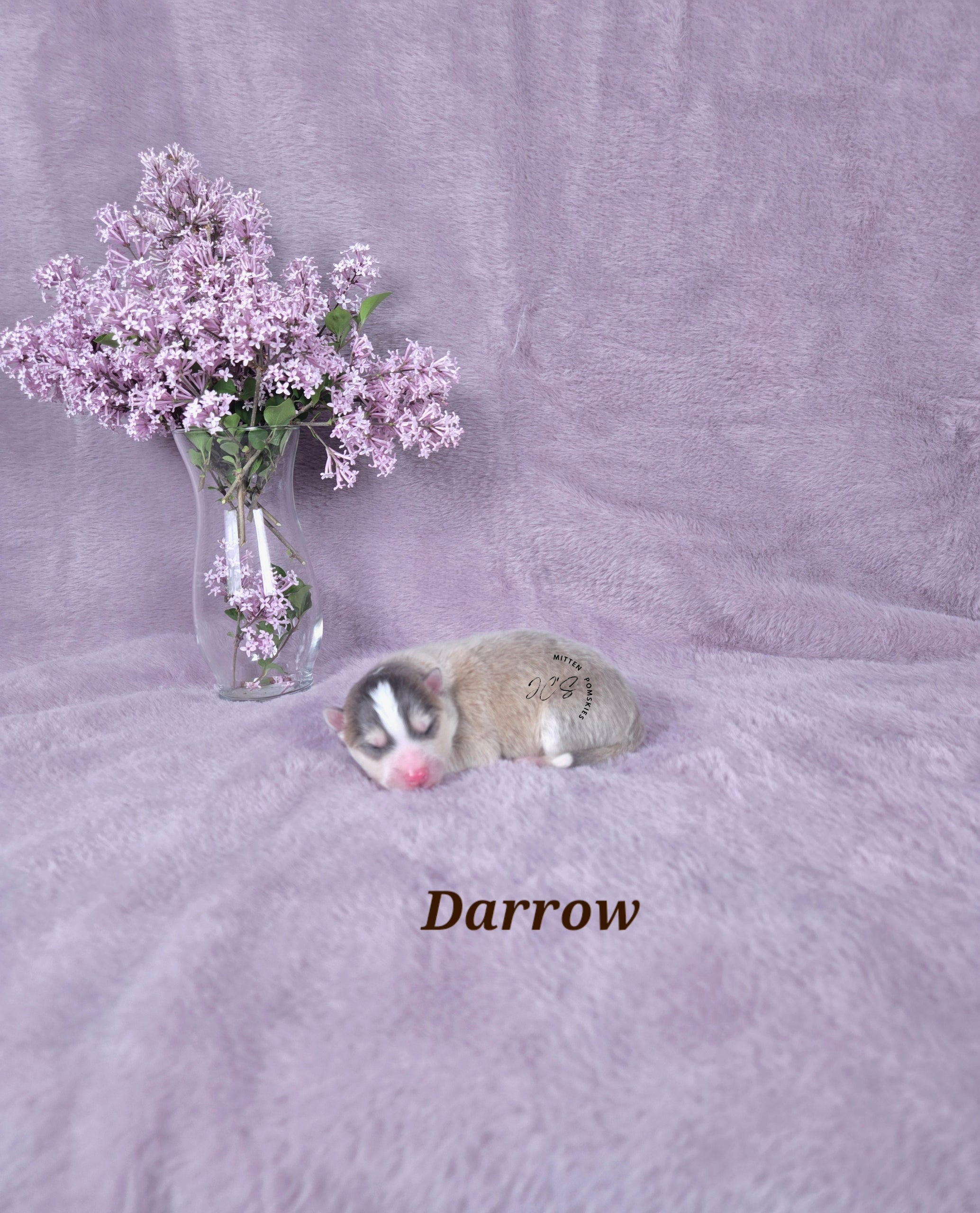 Darrow (MALE) RARE BLUE Micro/Mini