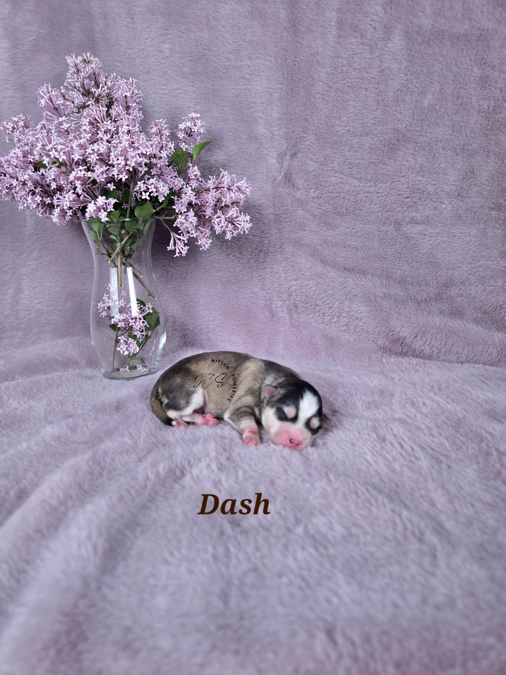 Dash (MALE) Mini/Micro