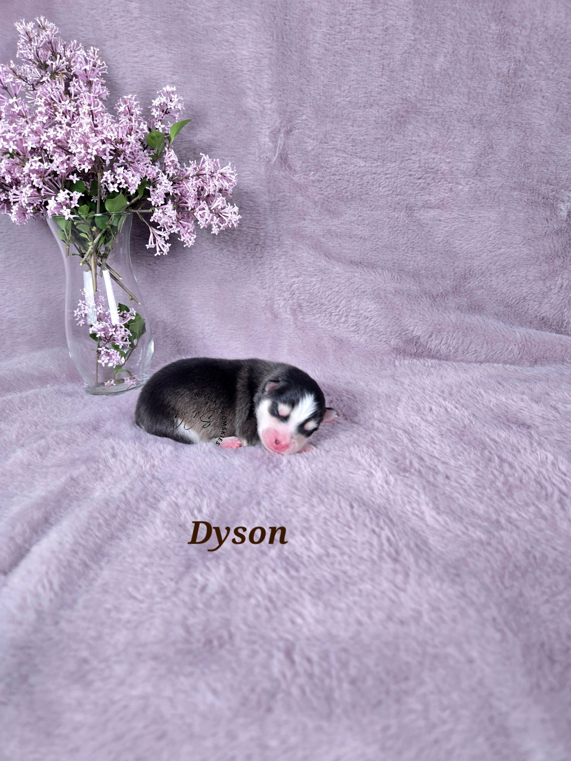 Dyson (MALE) Mini/Micro