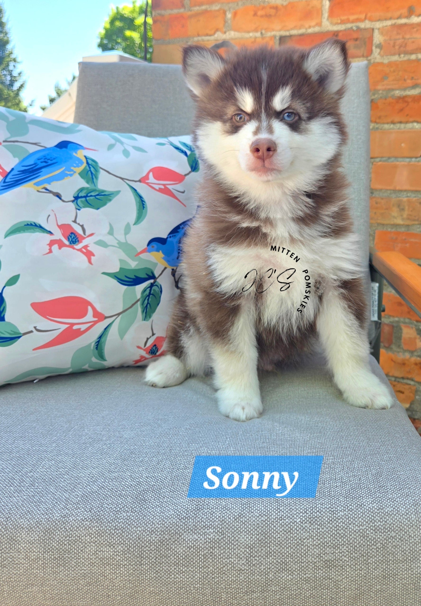 Sonny (MALE)