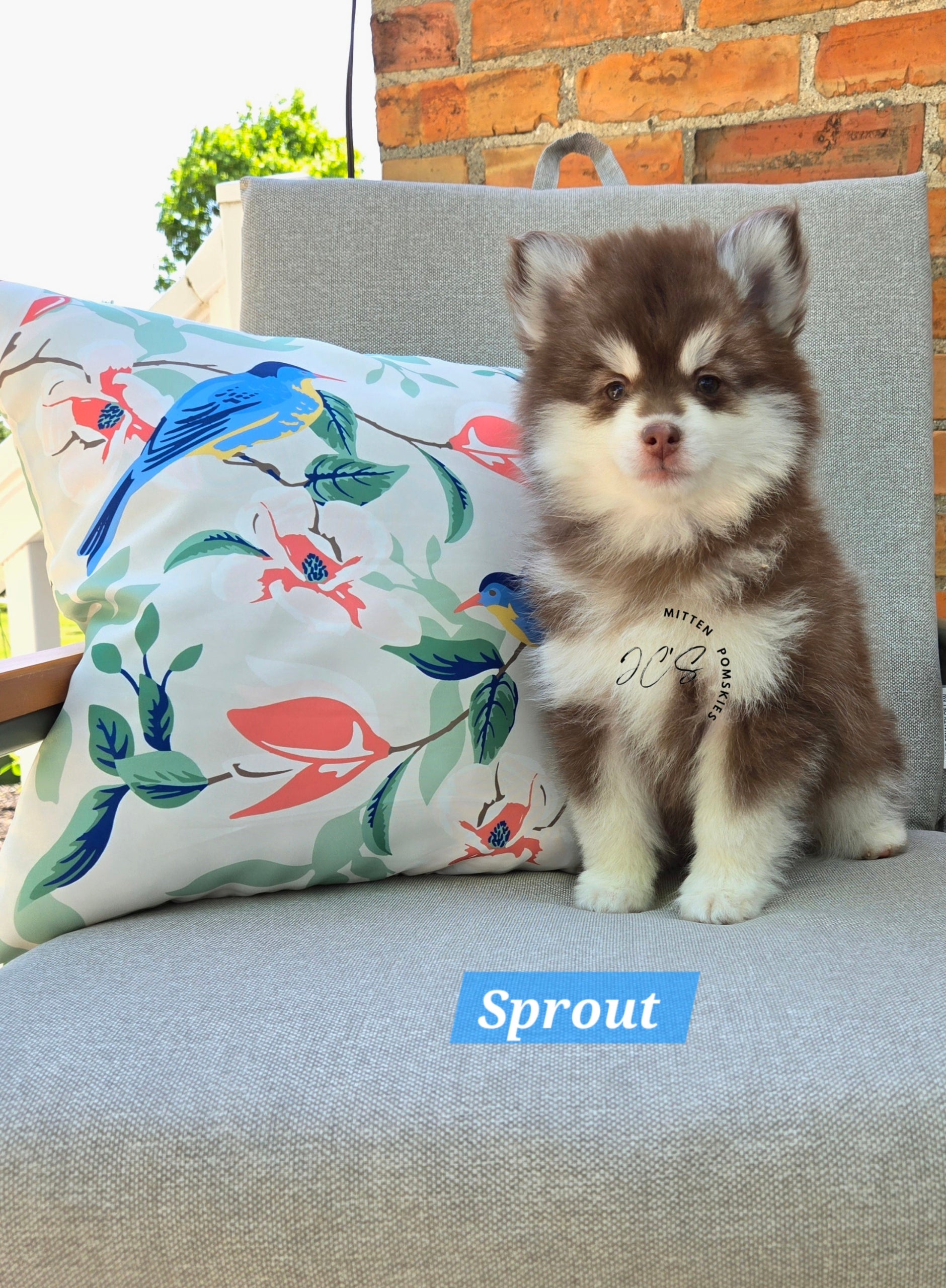 Sprout (MALE) Mini