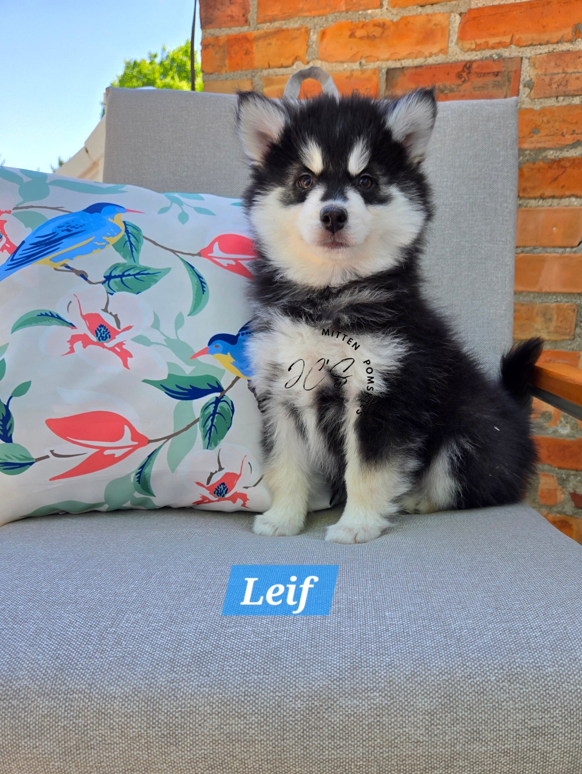 Leif (MALE)