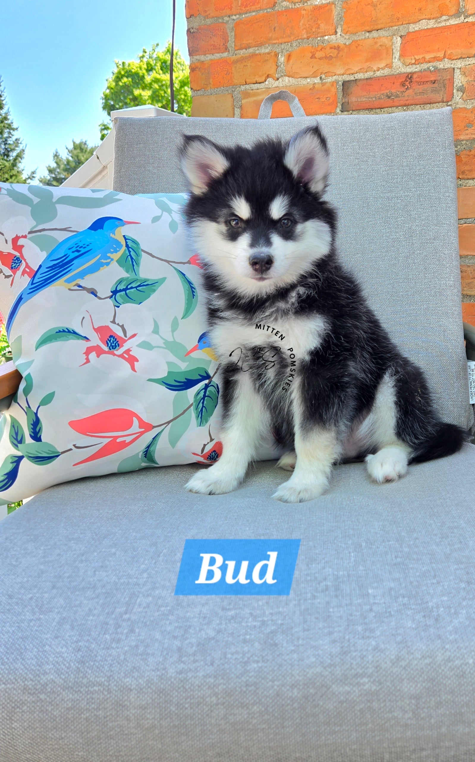 Bud (MALE)