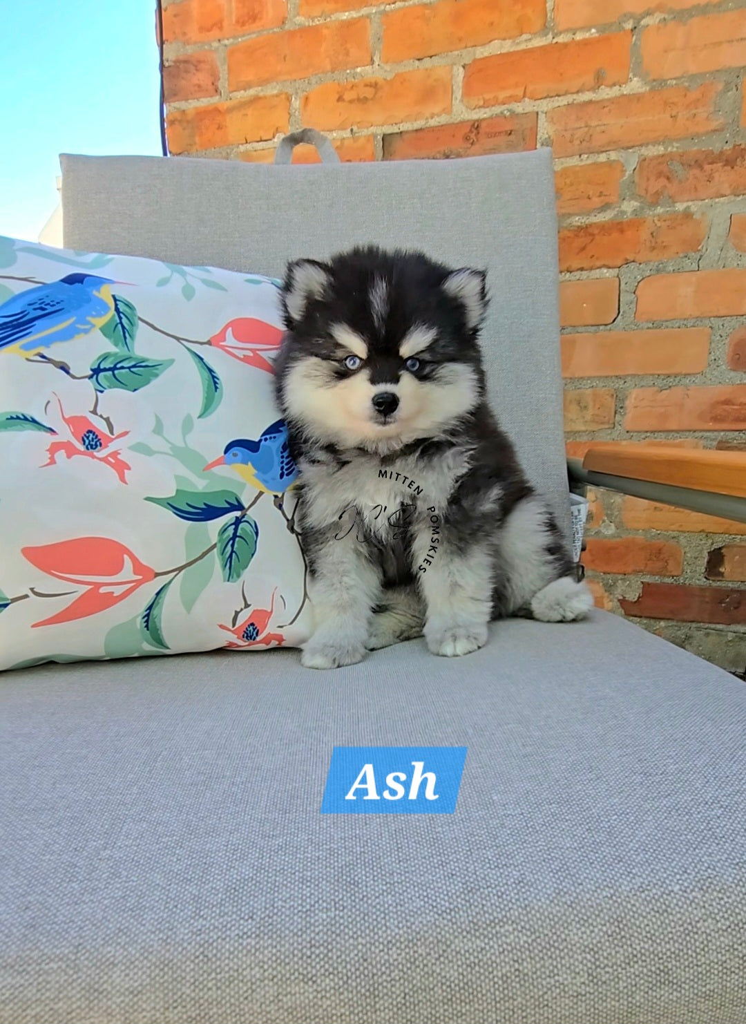 Ash (MALE) Micro