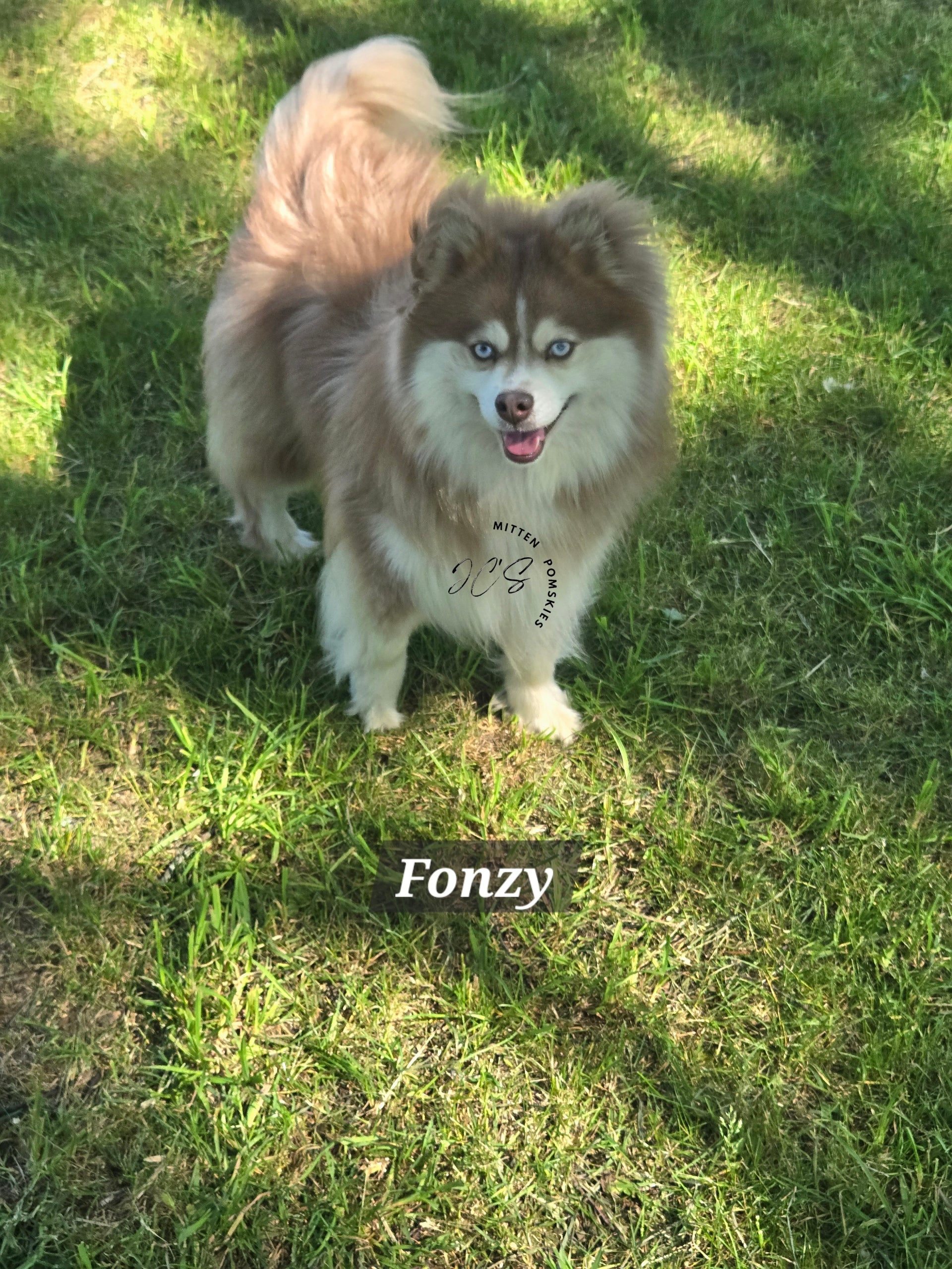 Fonzy (MALE)