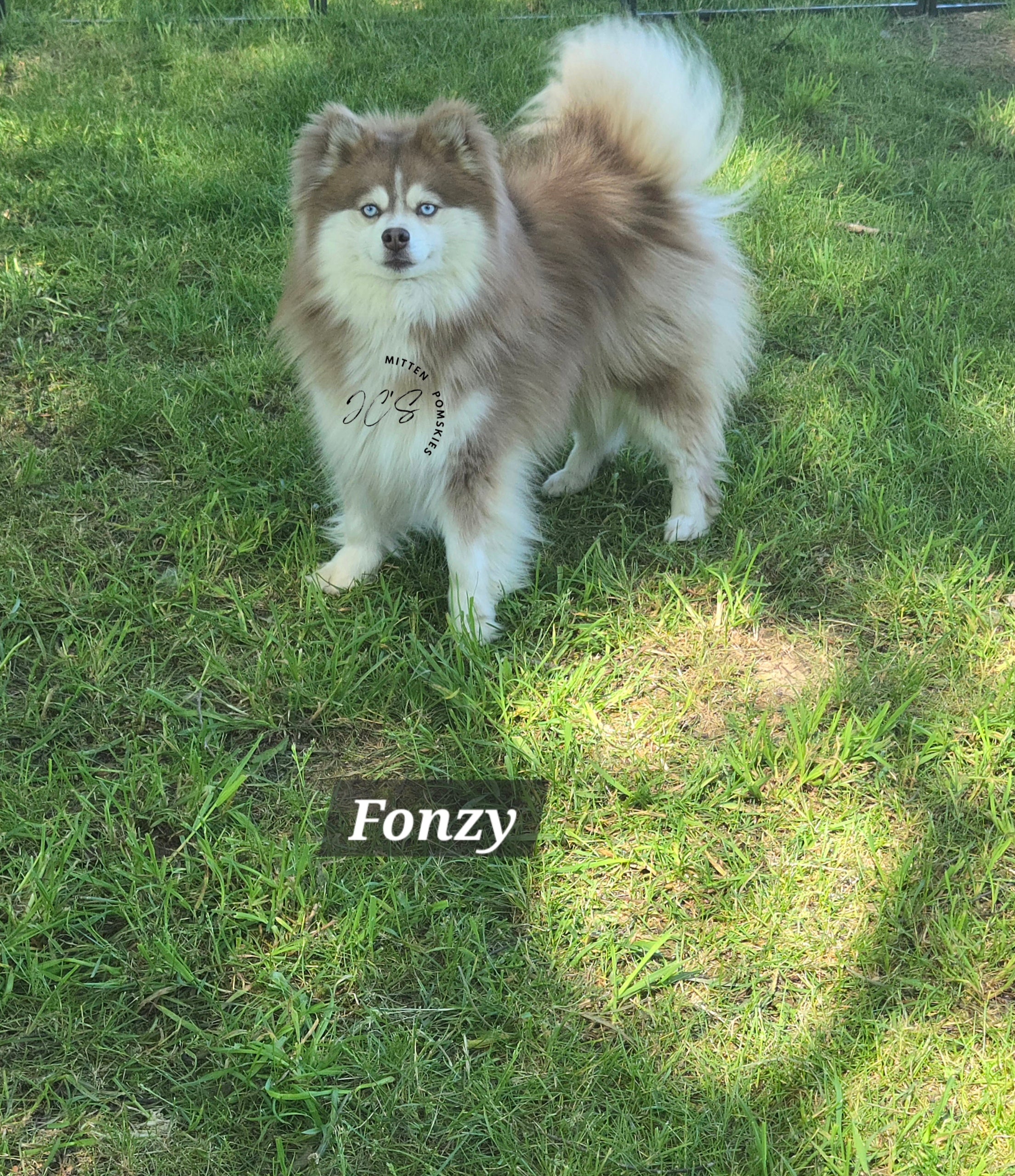 Fonzy (MALE)