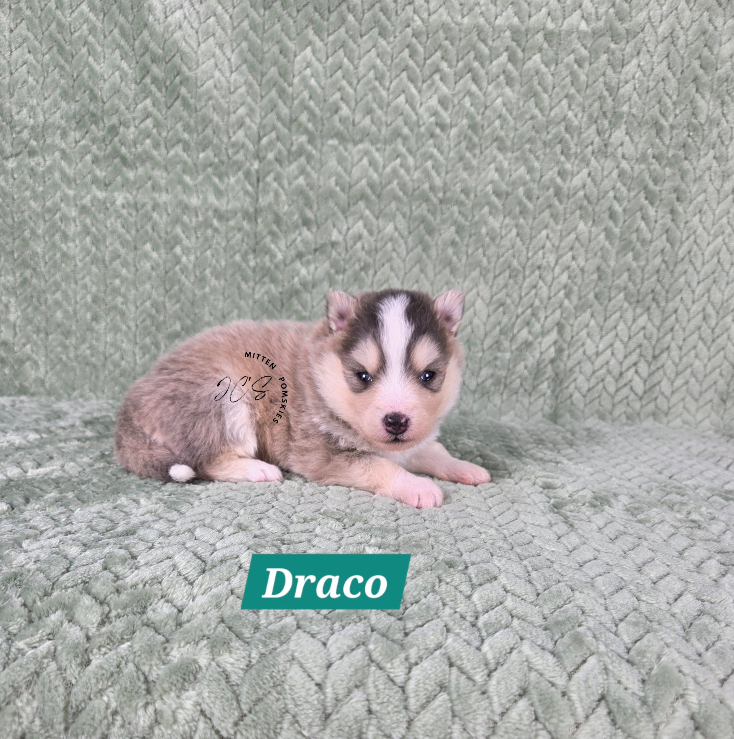 Draco (MALE) RARE BLUE Micro