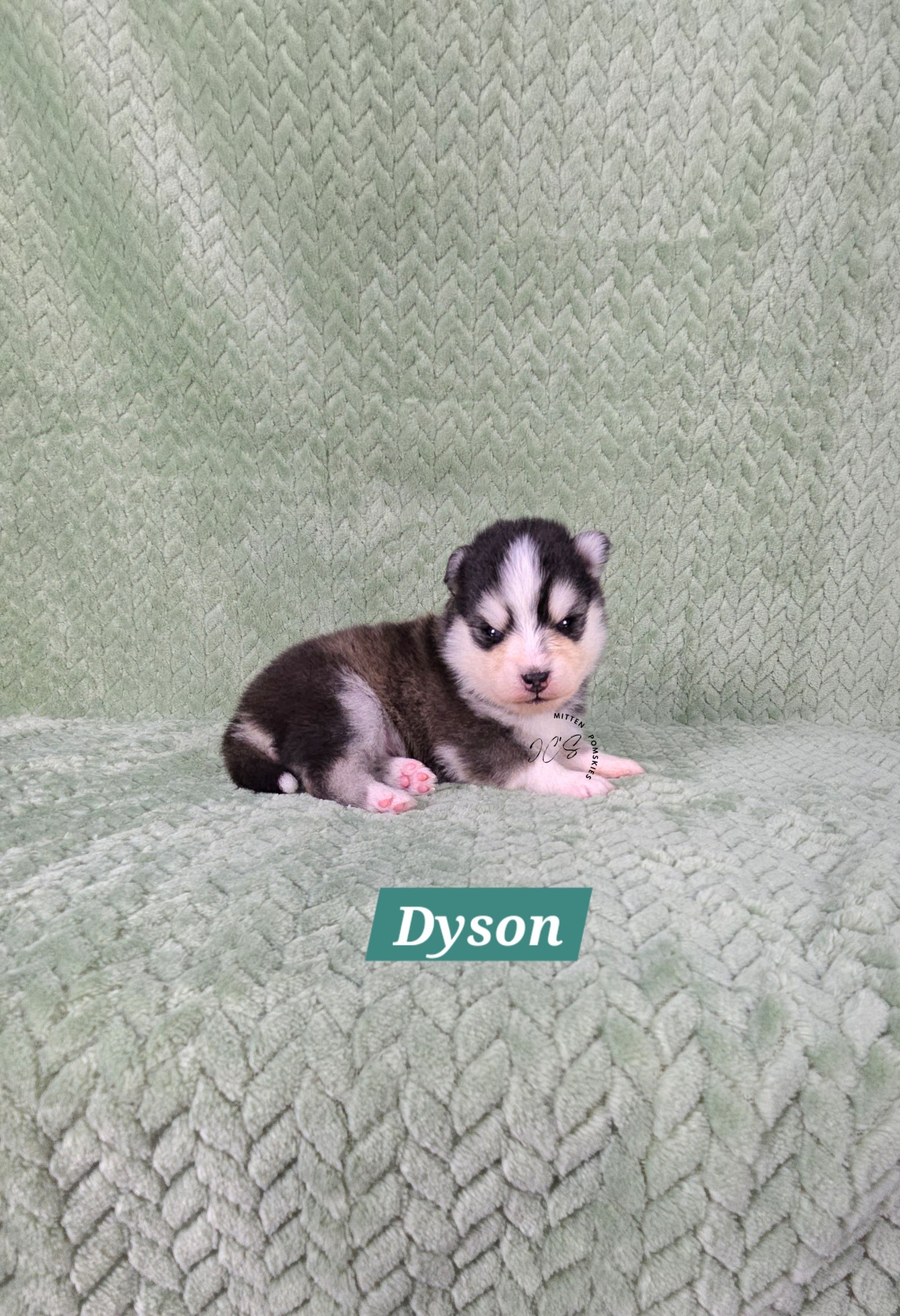Dyson (MALE) Micro