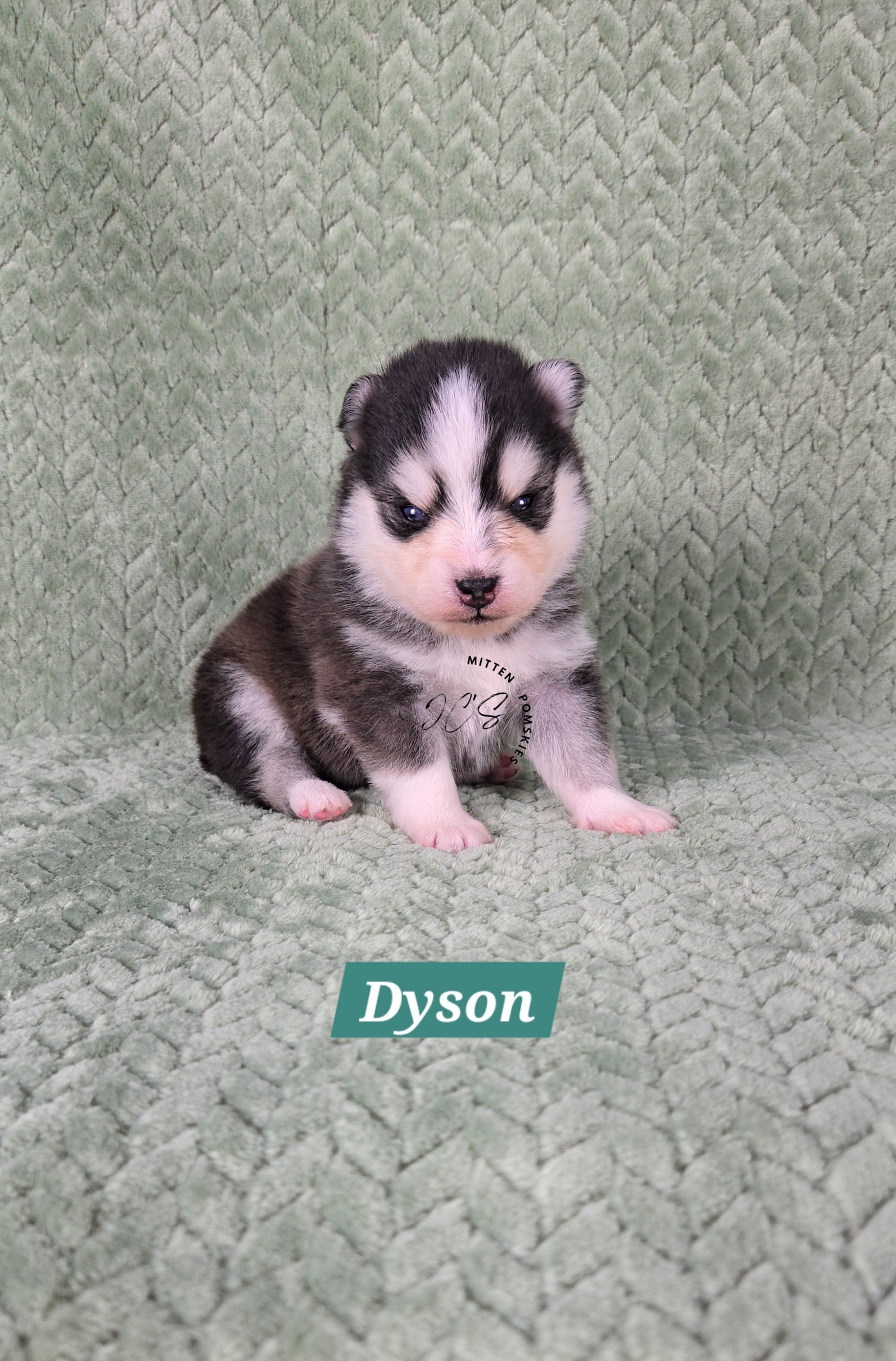Dyson (MALE) Micro