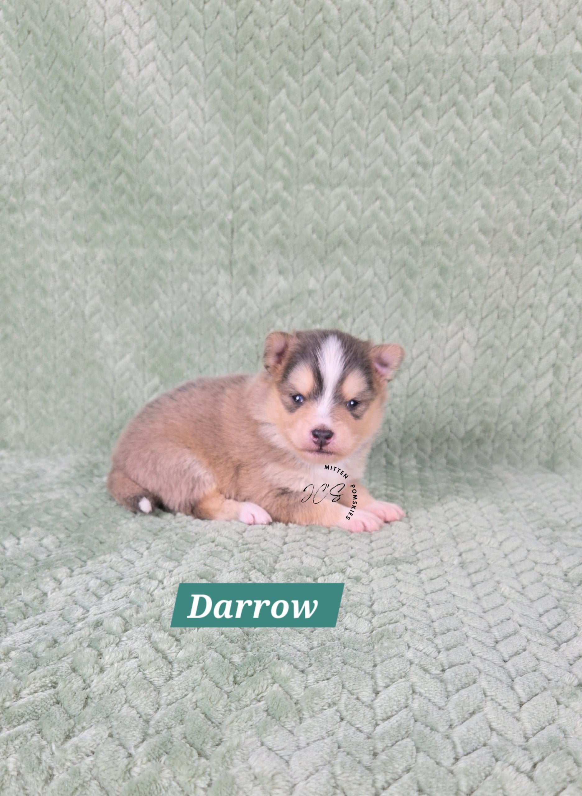 Darrow (MALE) RARE BLUE Micro
