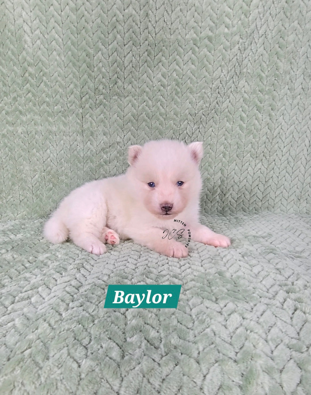 Baylor (MALE) Mini