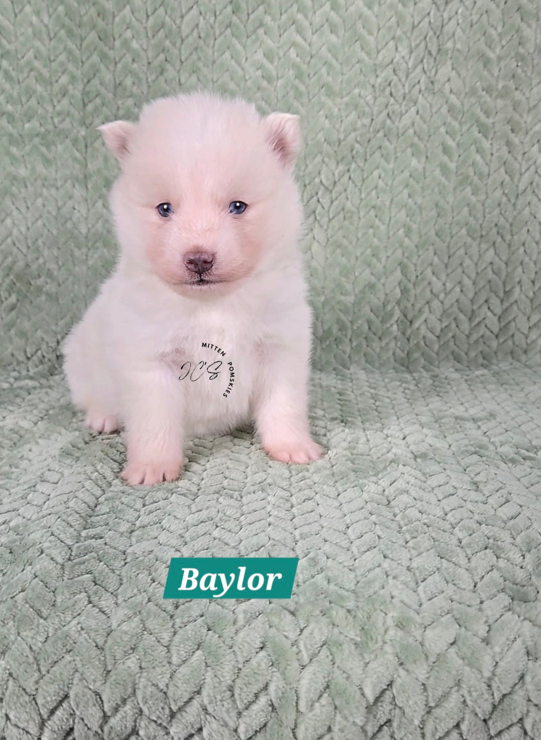Baylor (MALE) Mini