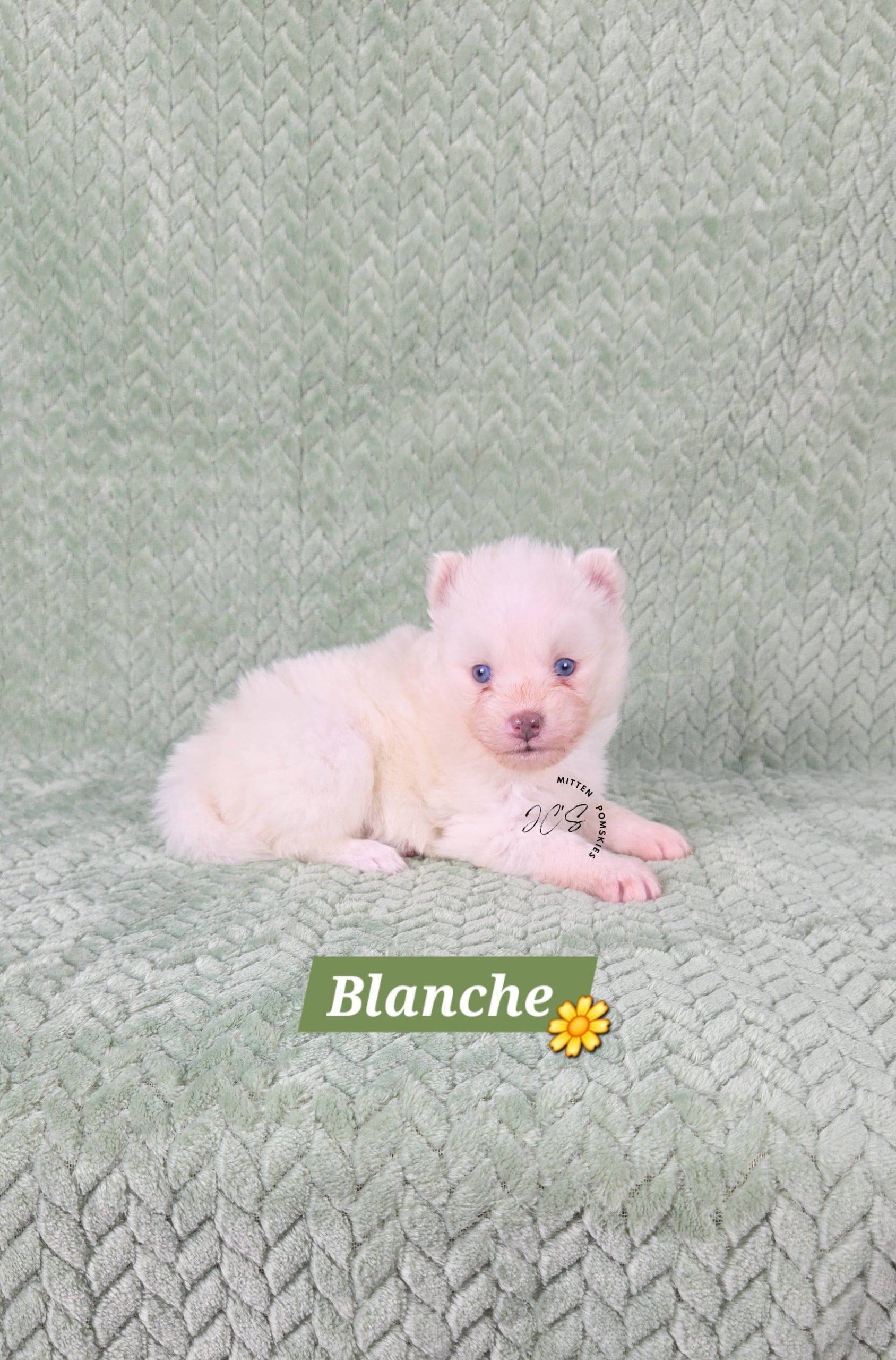 Blanche (FEMALE) Mini