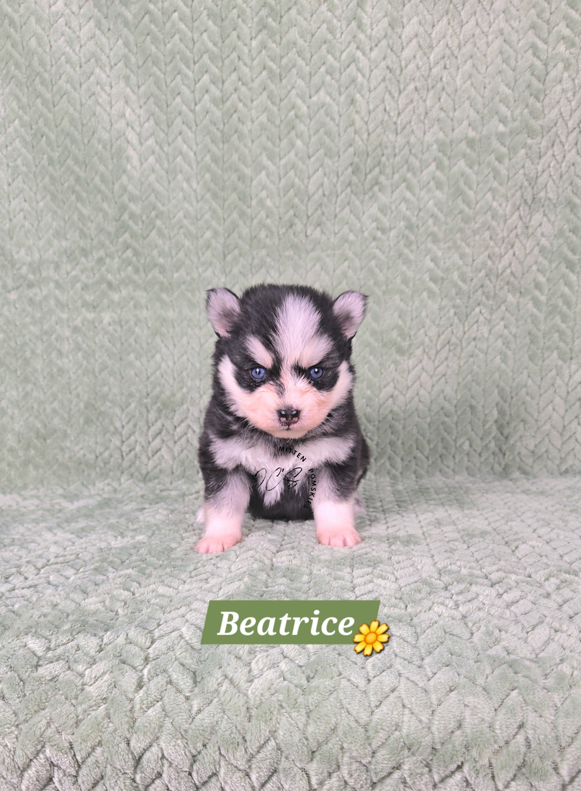 Beatrice (FEMALE) Mini