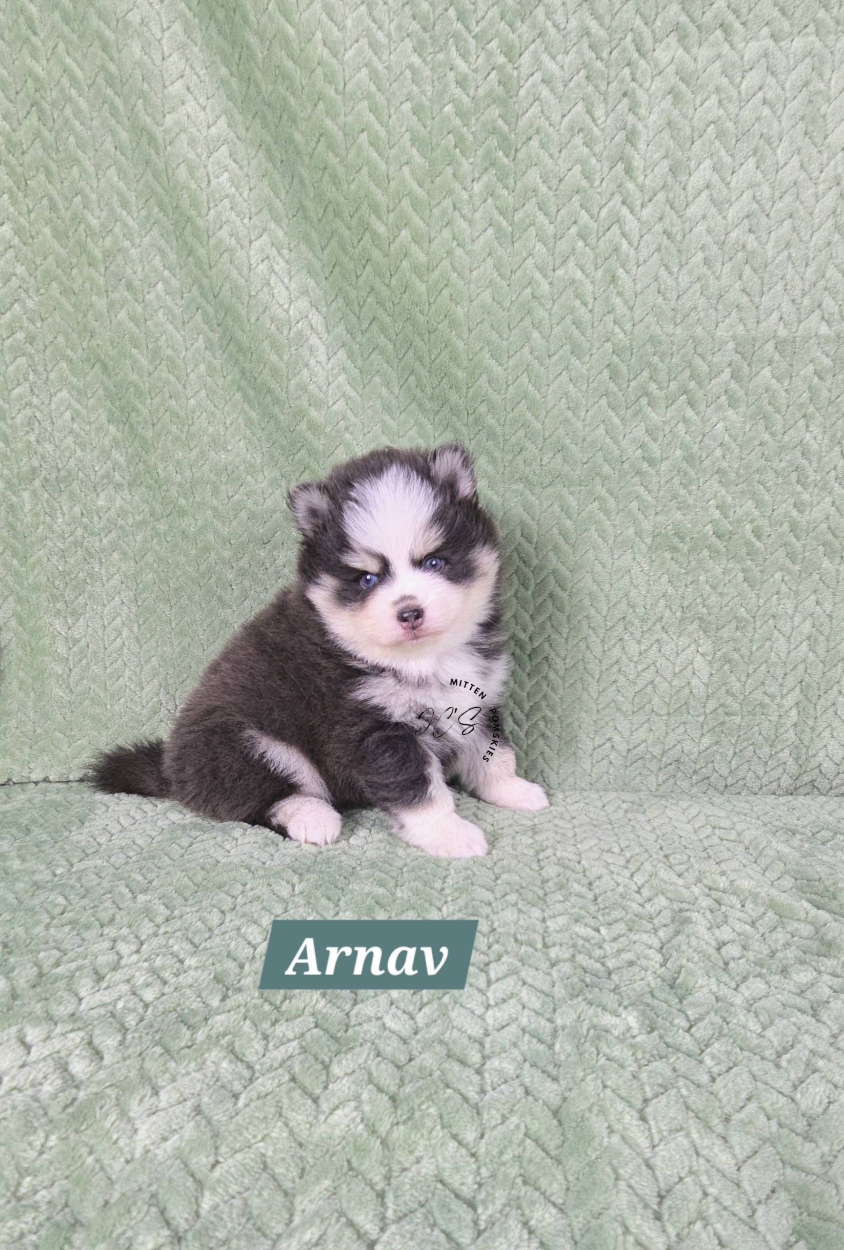 Arnav (MALE) RARE BLUE Mini