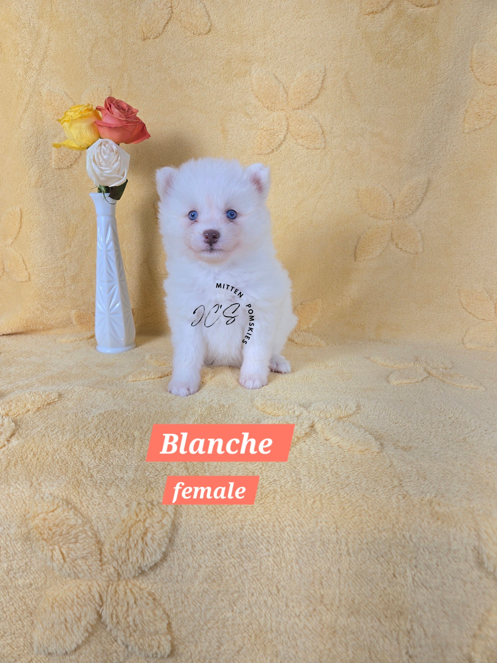 Blanche (FEMALE) Mini