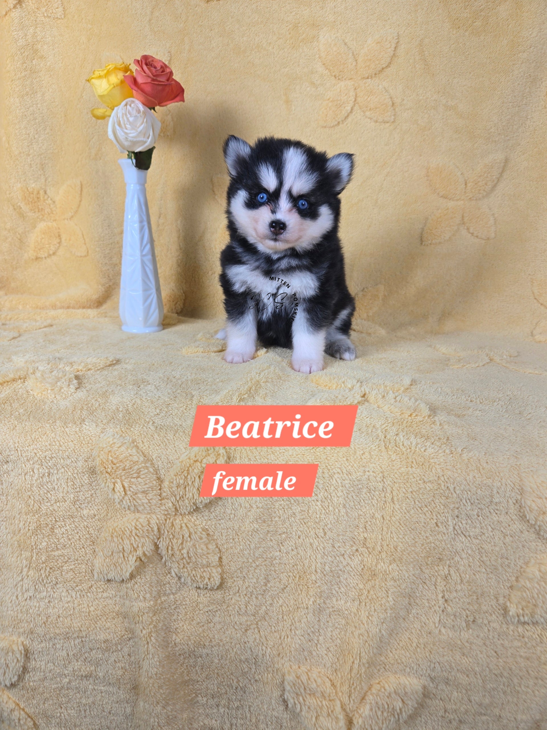 Beatrice (FEMALE) Mini