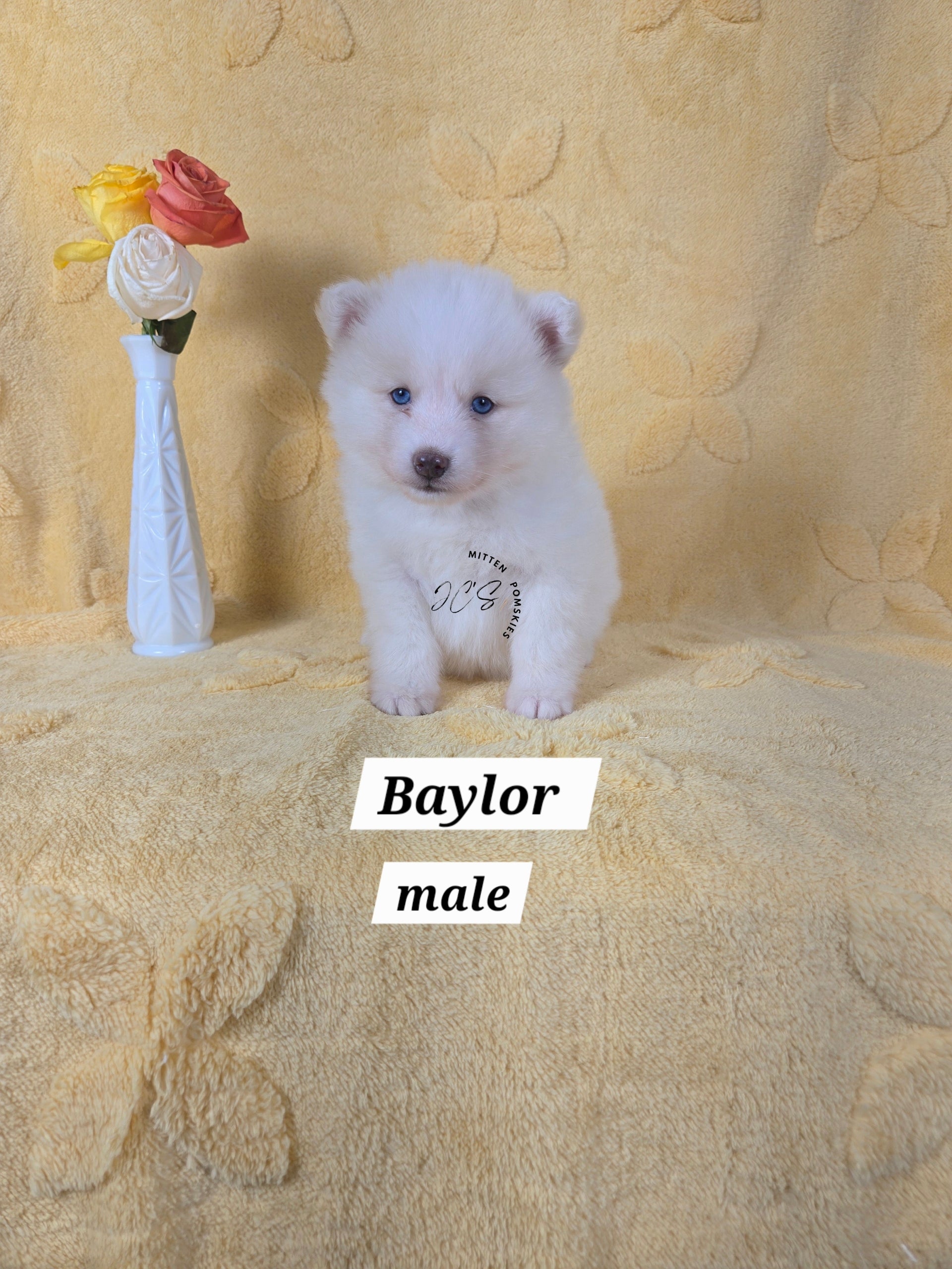 Baylor (MALE) Mini