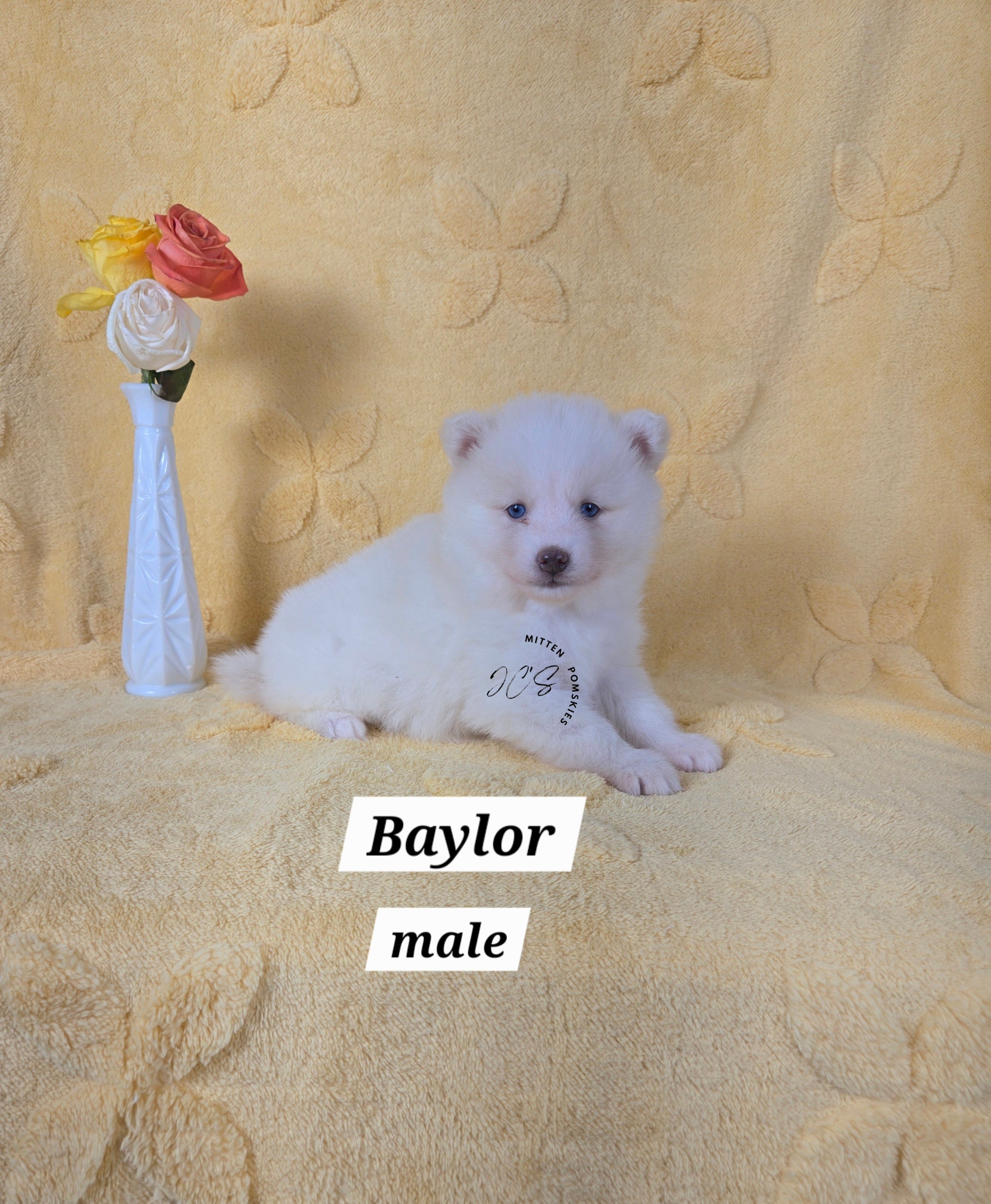 Baylor (MALE) Mini