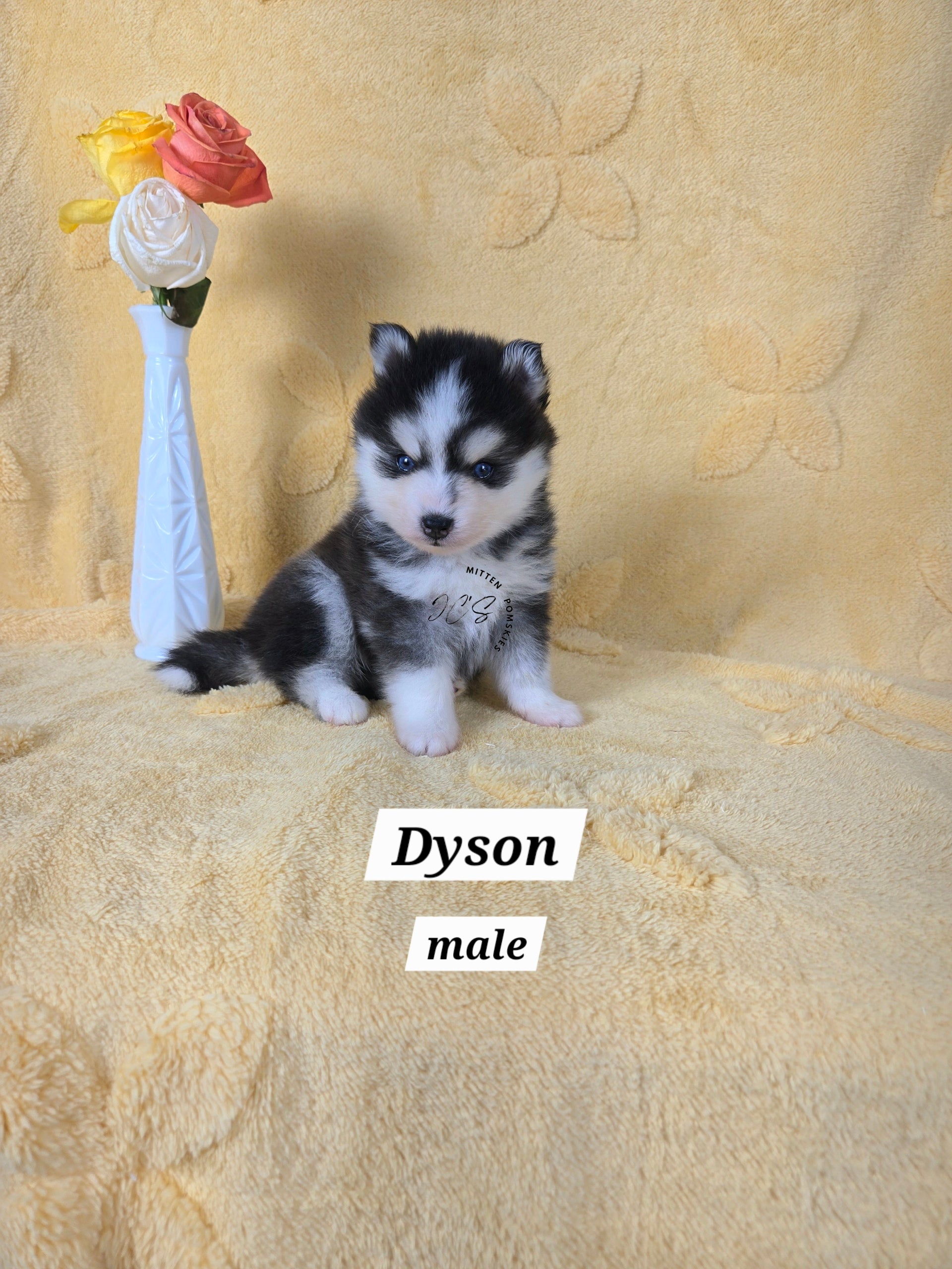 Dyson (MALE) Micro