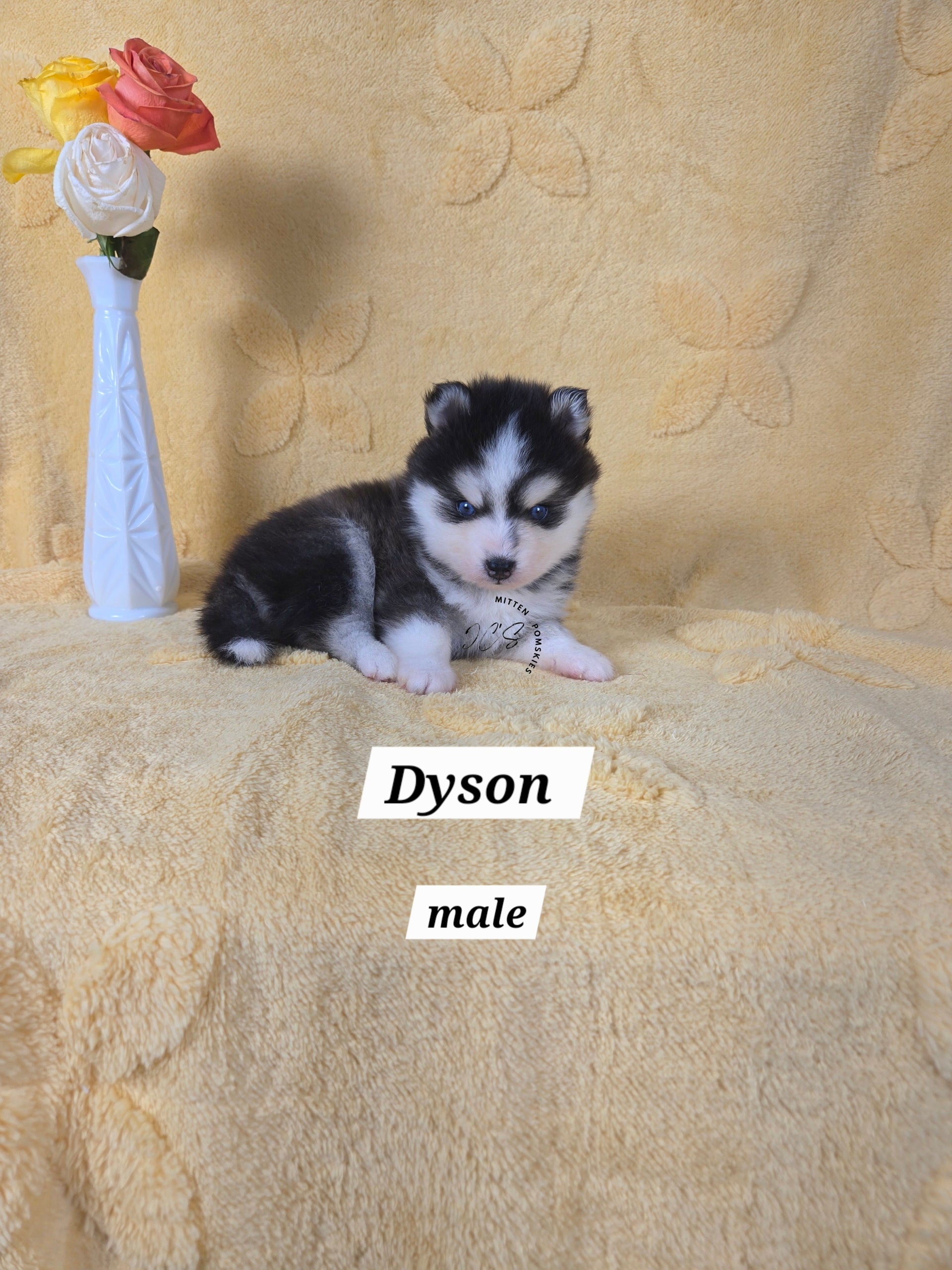 Dyson (MALE) Micro