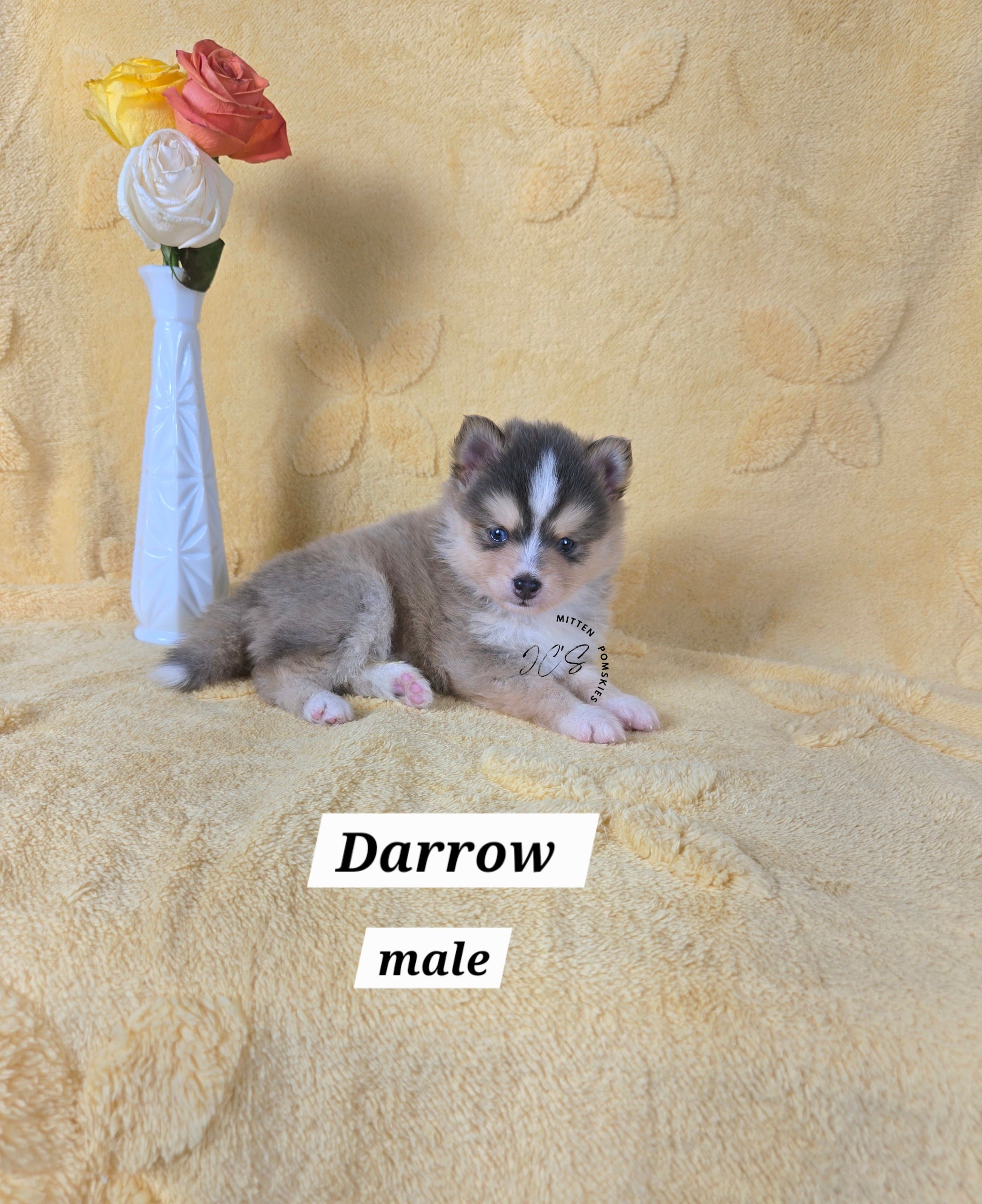 Darrow (MALE) RARE BLUE Micro