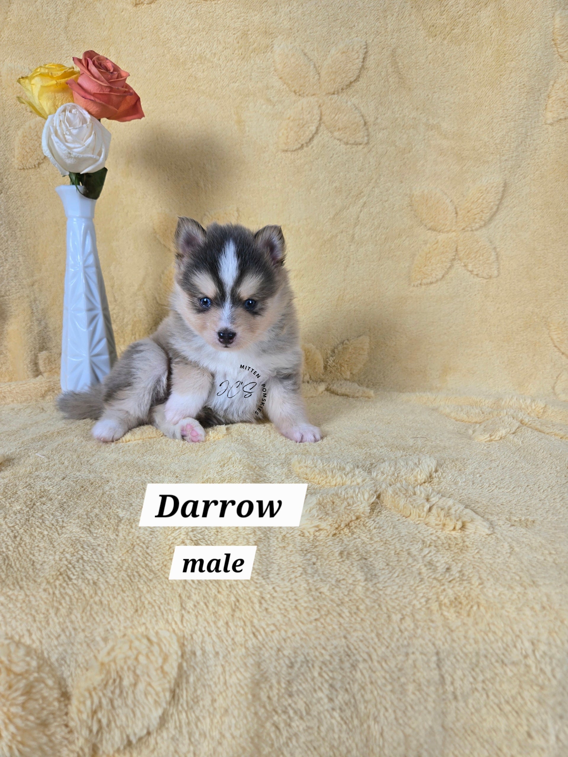 Darrow (MALE) RARE BLUE Micro