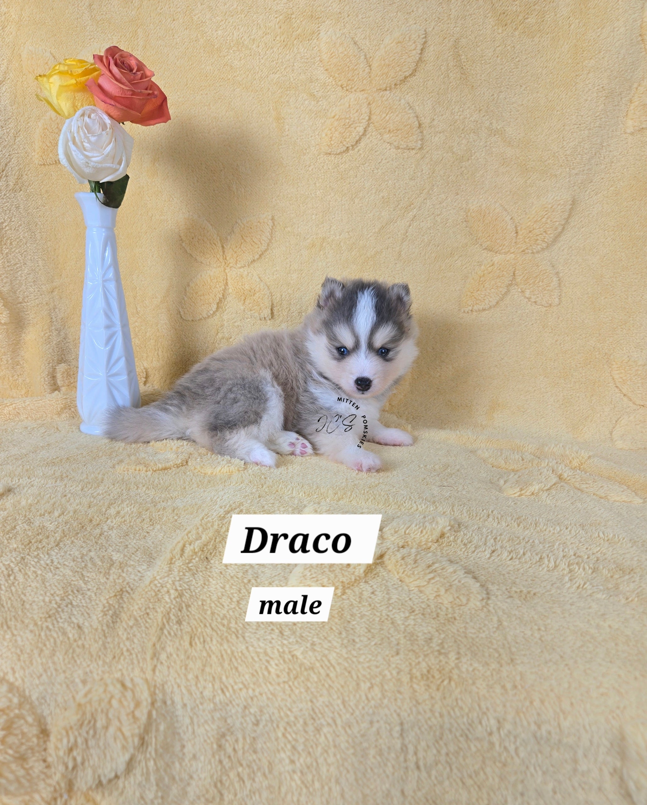 Draco (MALE) RARE BLUE Micro