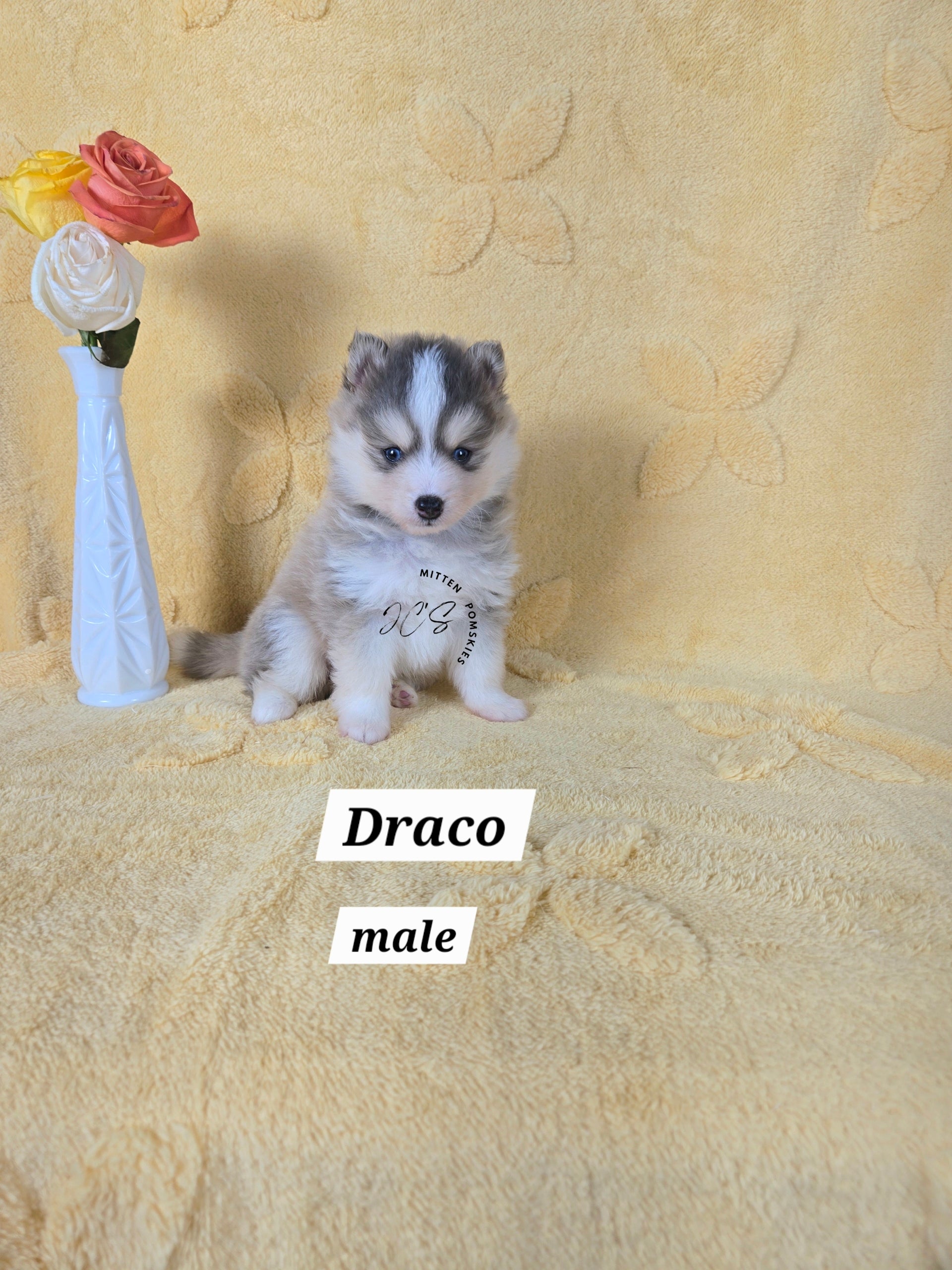 Draco (MALE) RARE BLUE Micro