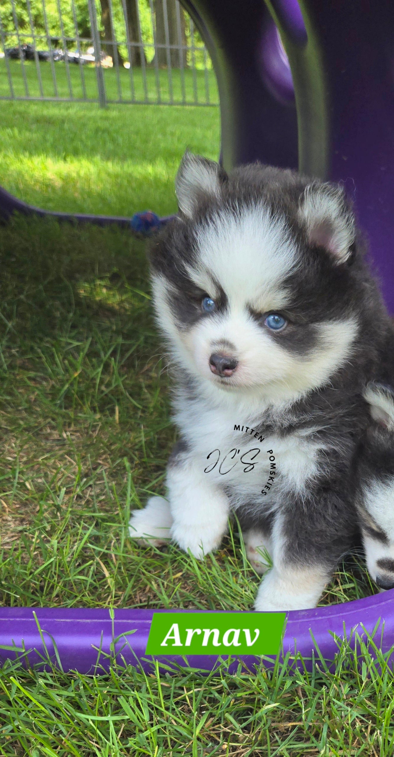 Arnav (MALE) RARE BLUE Mini