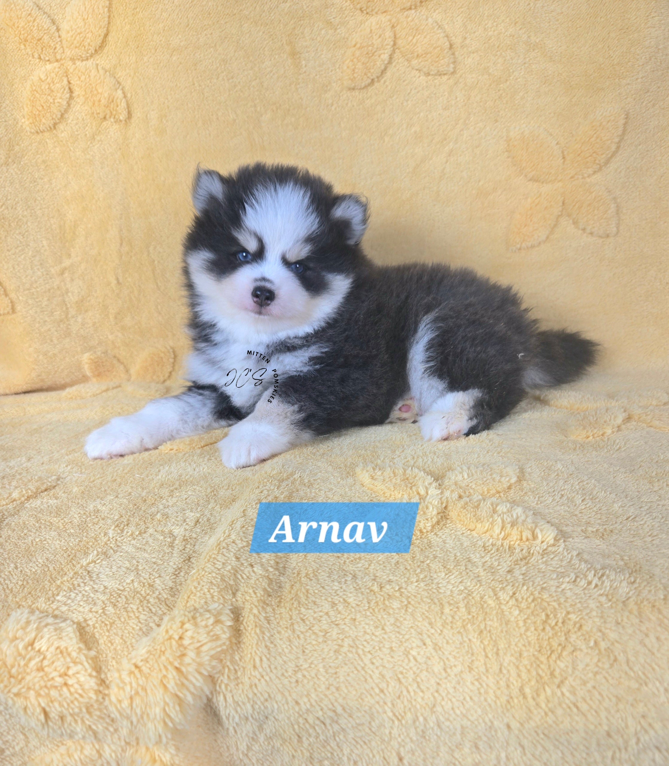 Arnav (MALE) RARE BLUE Mini