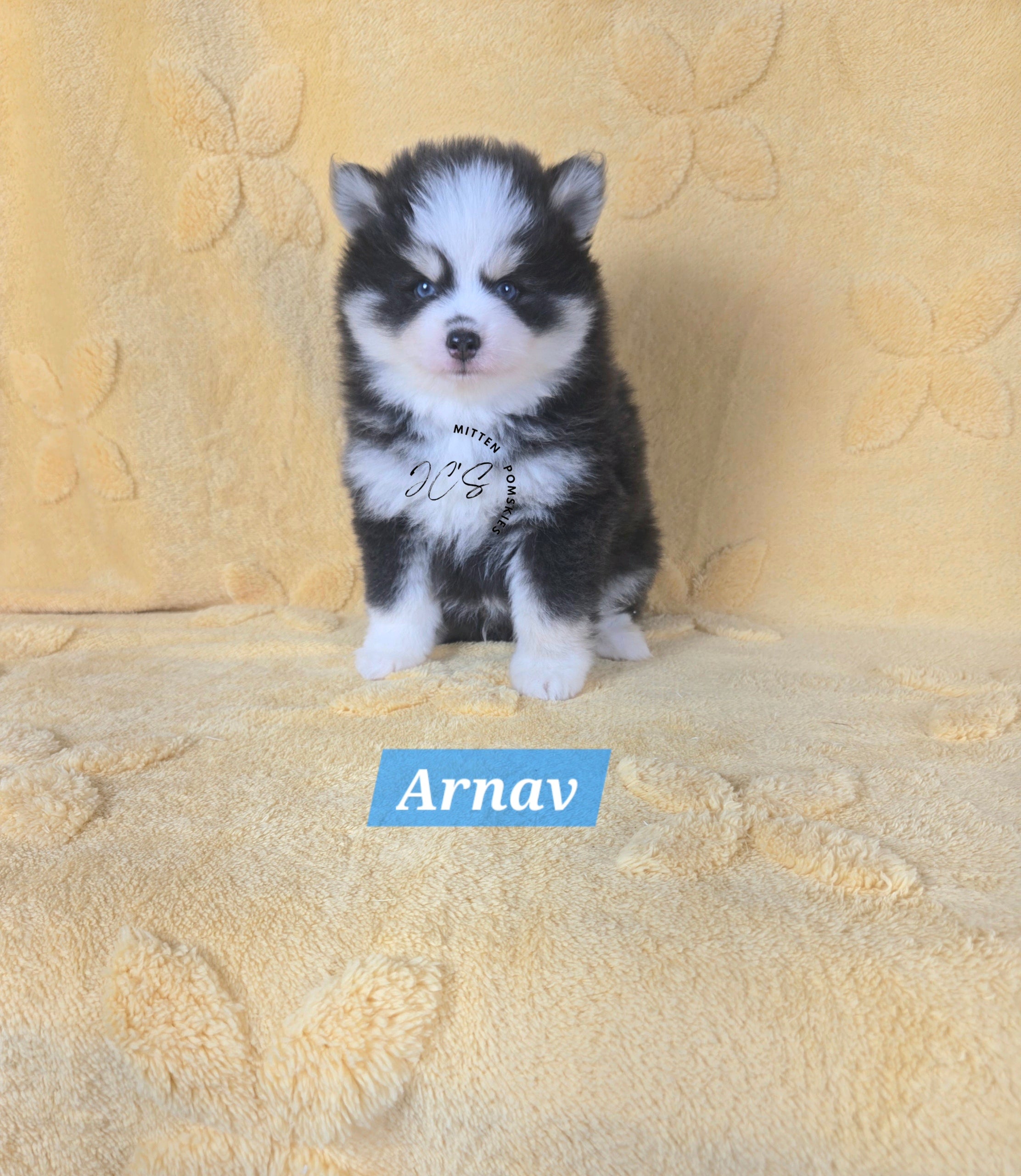 Arnav (MALE) RARE BLUE Mini