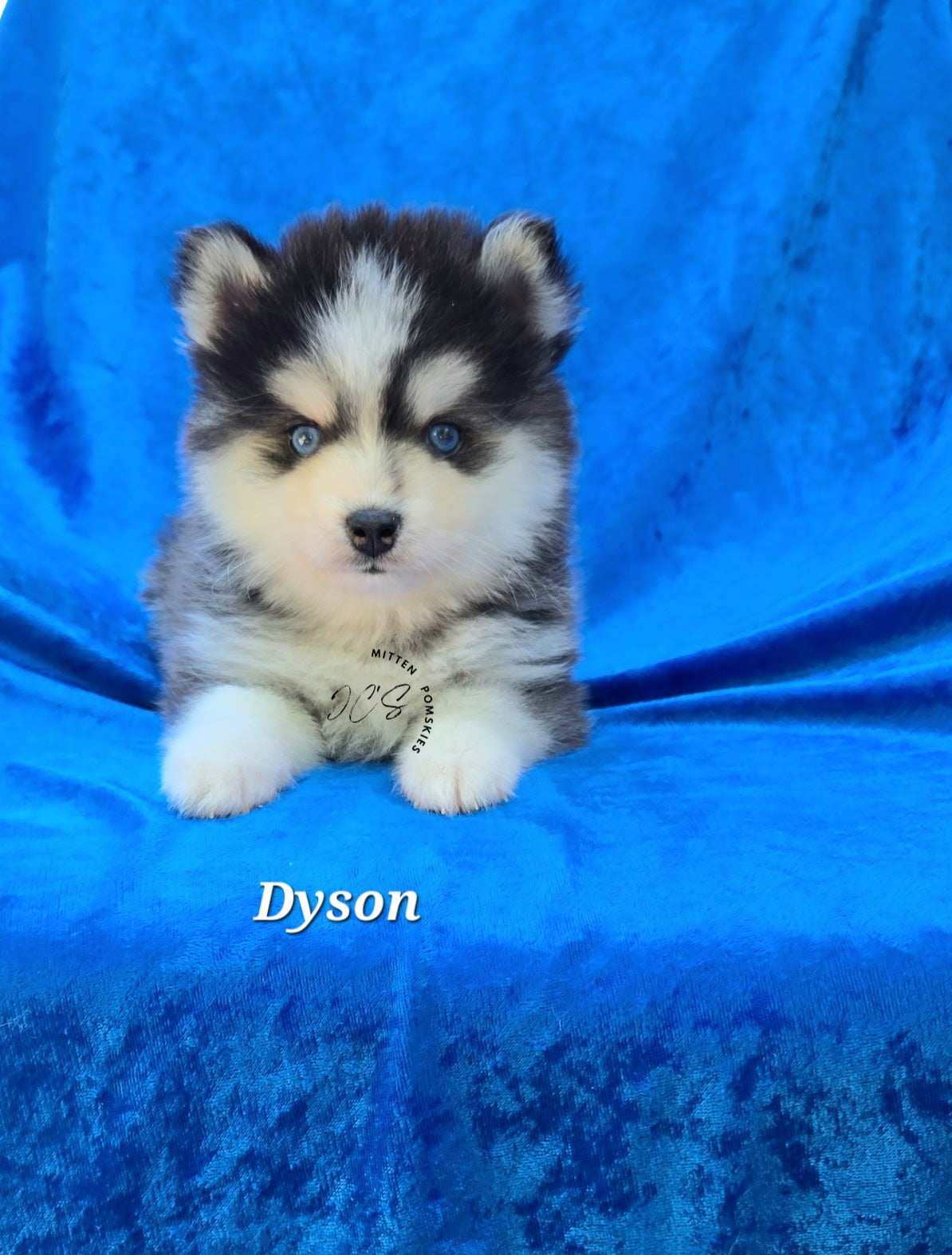 Dyson (MALE) Micro