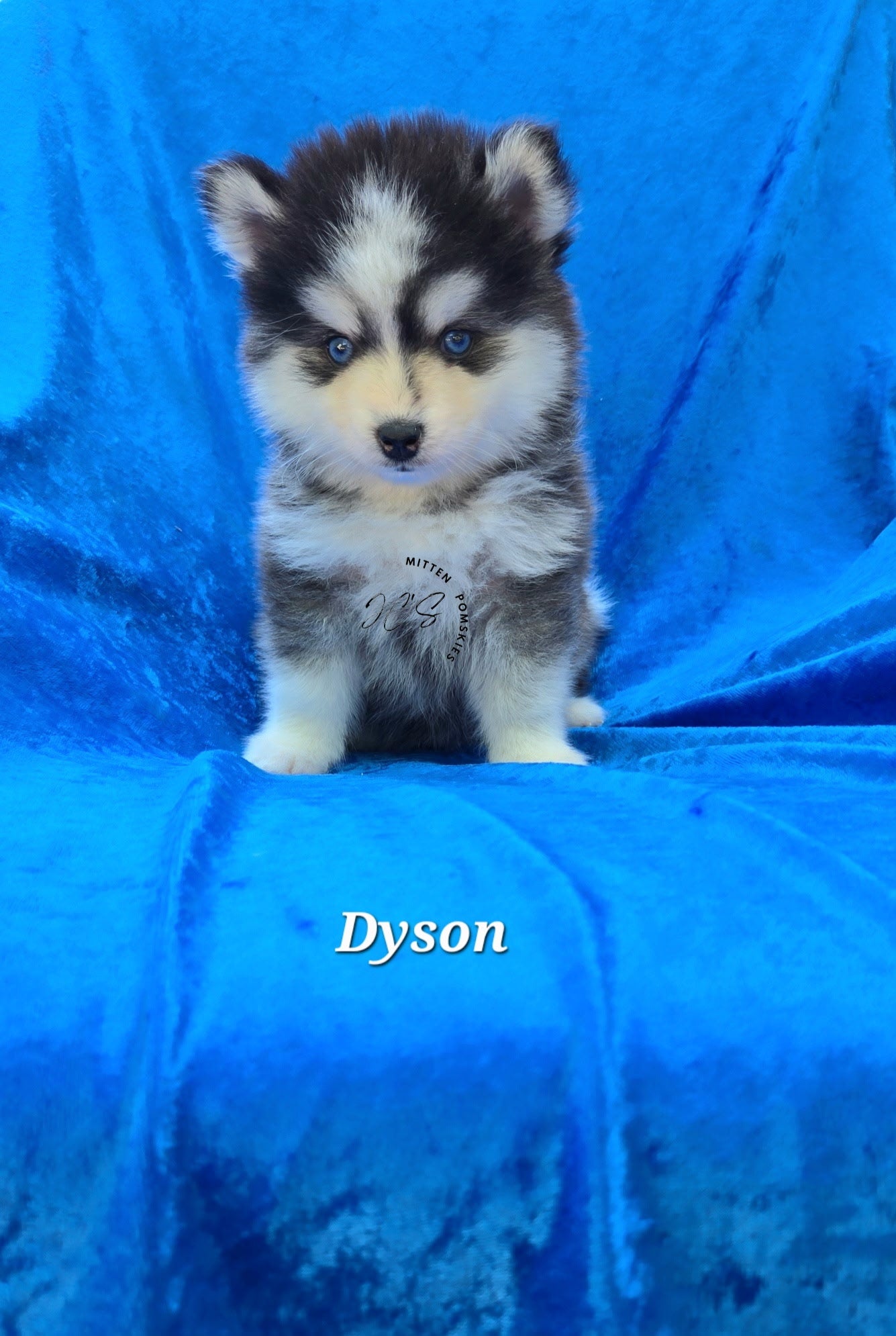 Dyson (MALE) Micro