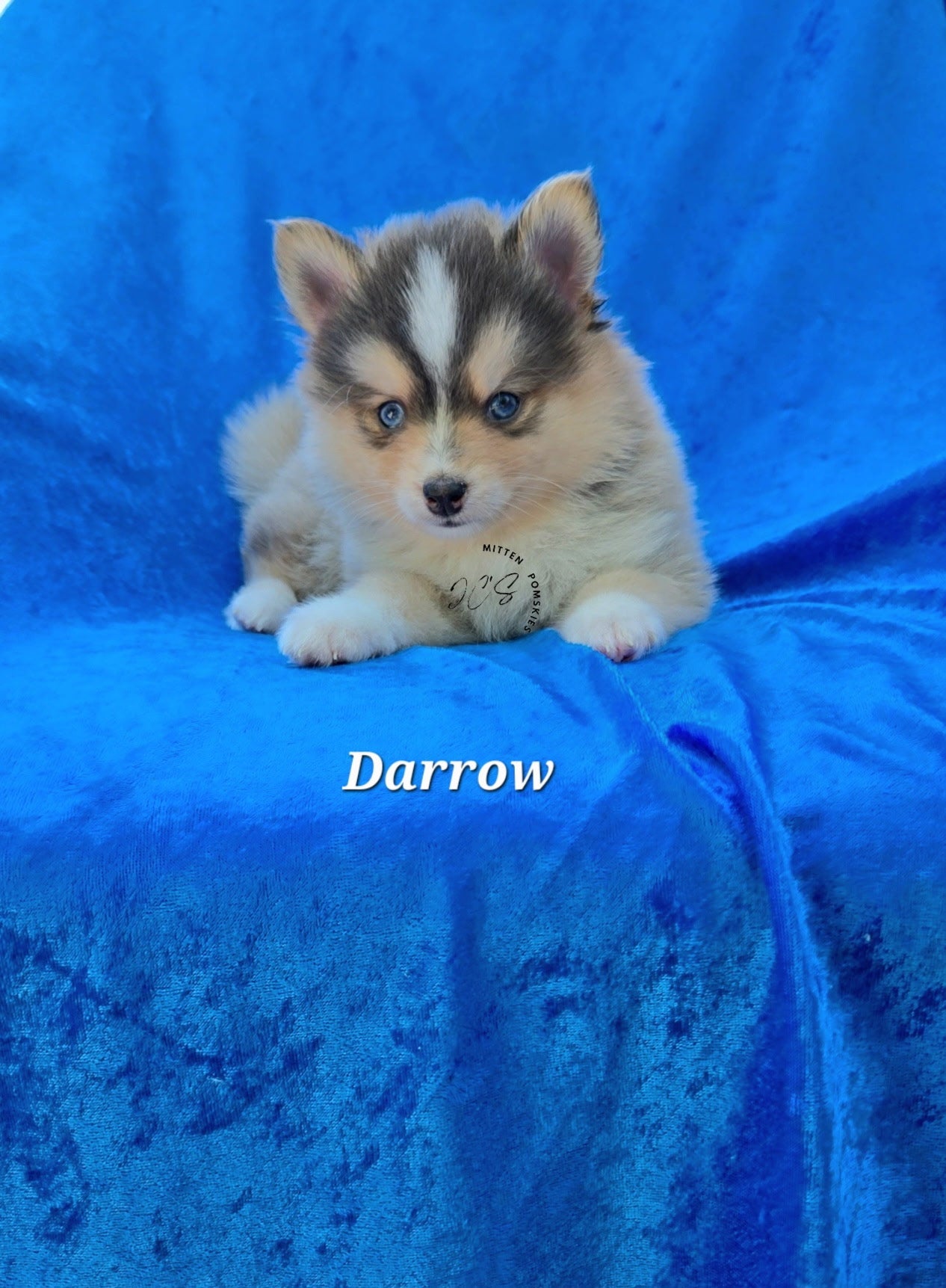 Darrow (MALE) RARE BLUE Micro