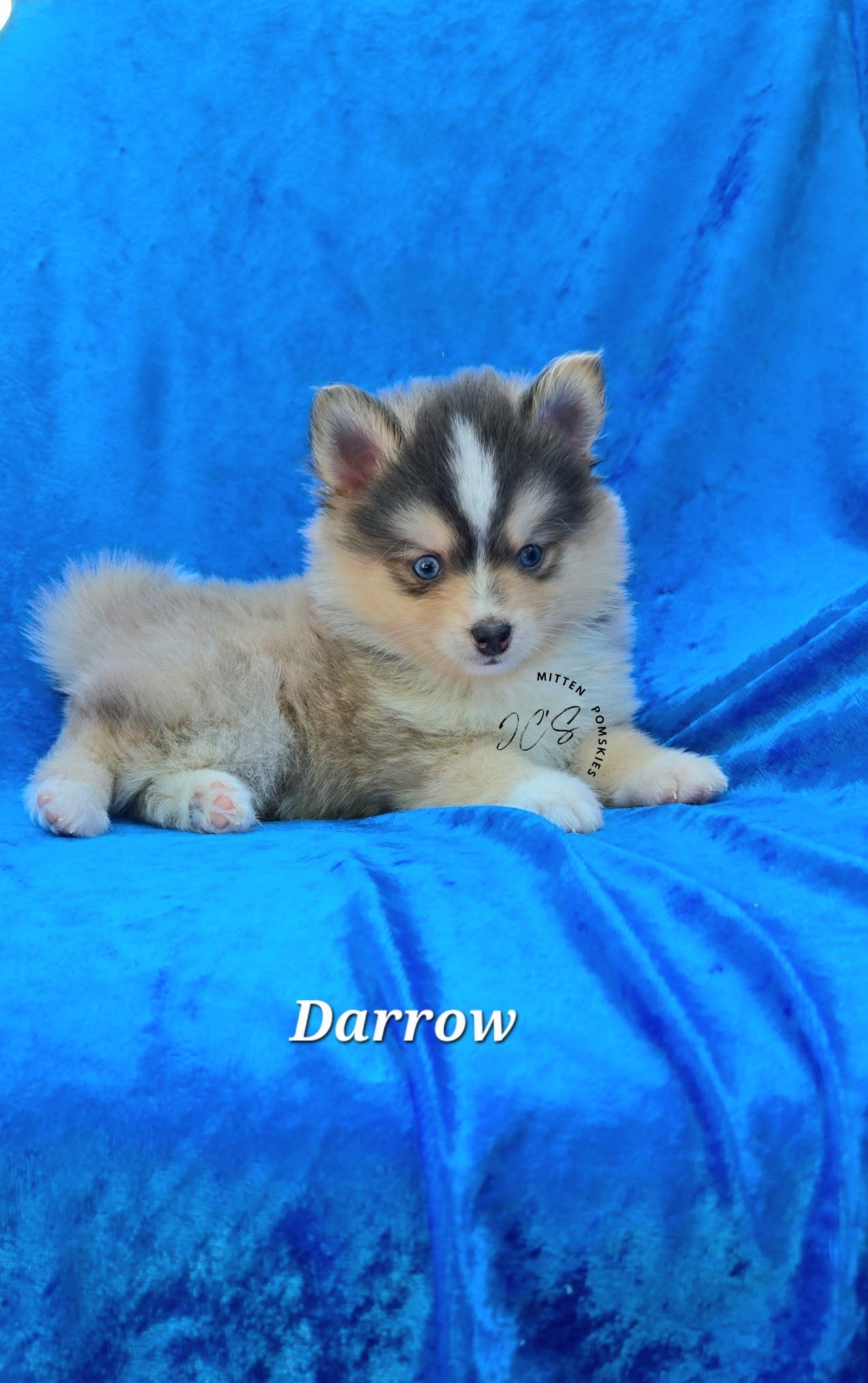 Darrow (MALE) RARE BLUE Micro