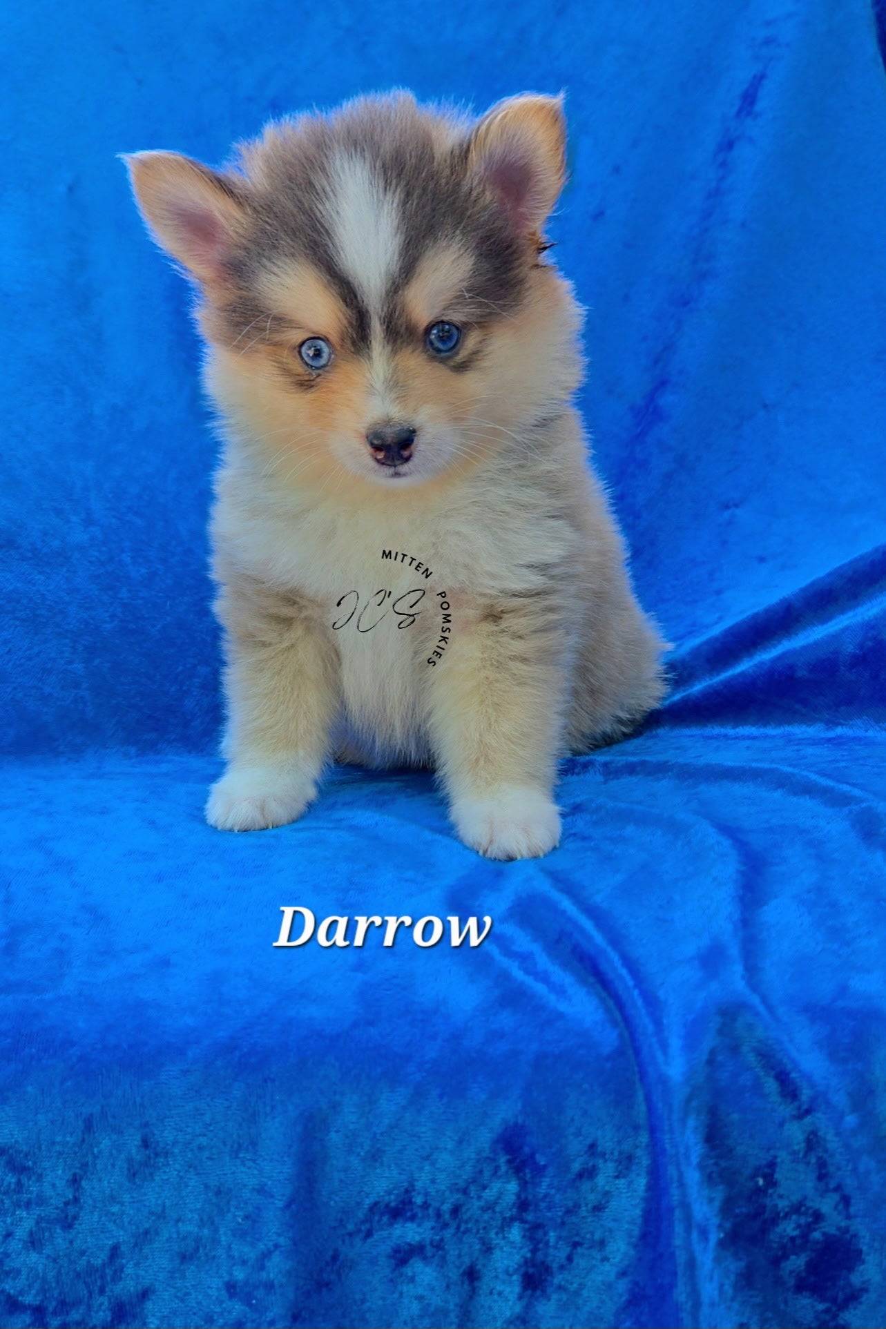 Darrow (MALE) RARE BLUE Micro