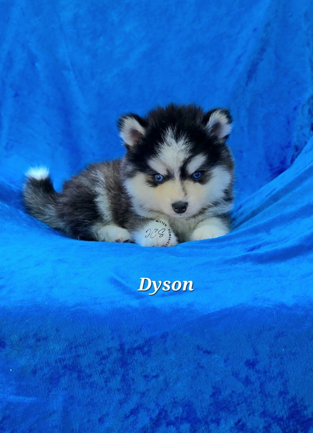 Dyson (MALE) Micro