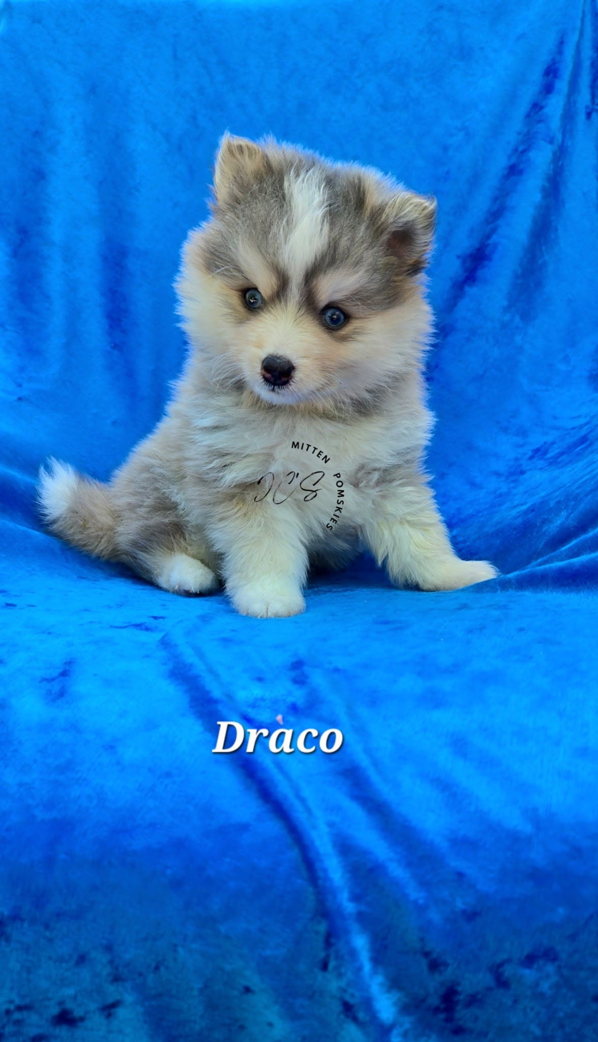 Draco (MALE) RARE BLUE Micro