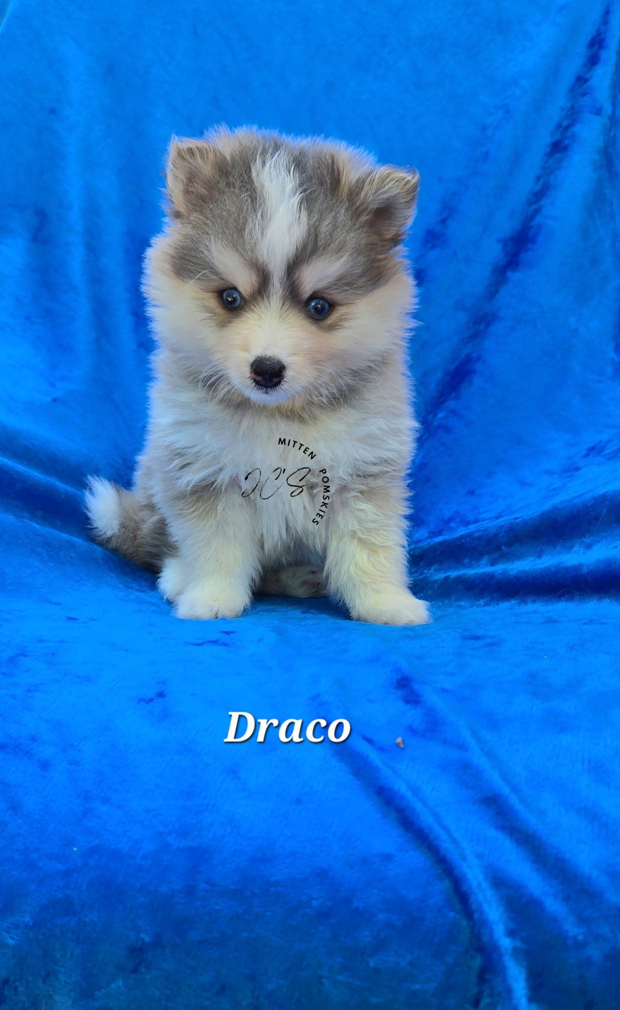 Draco (MALE) RARE BLUE Micro
