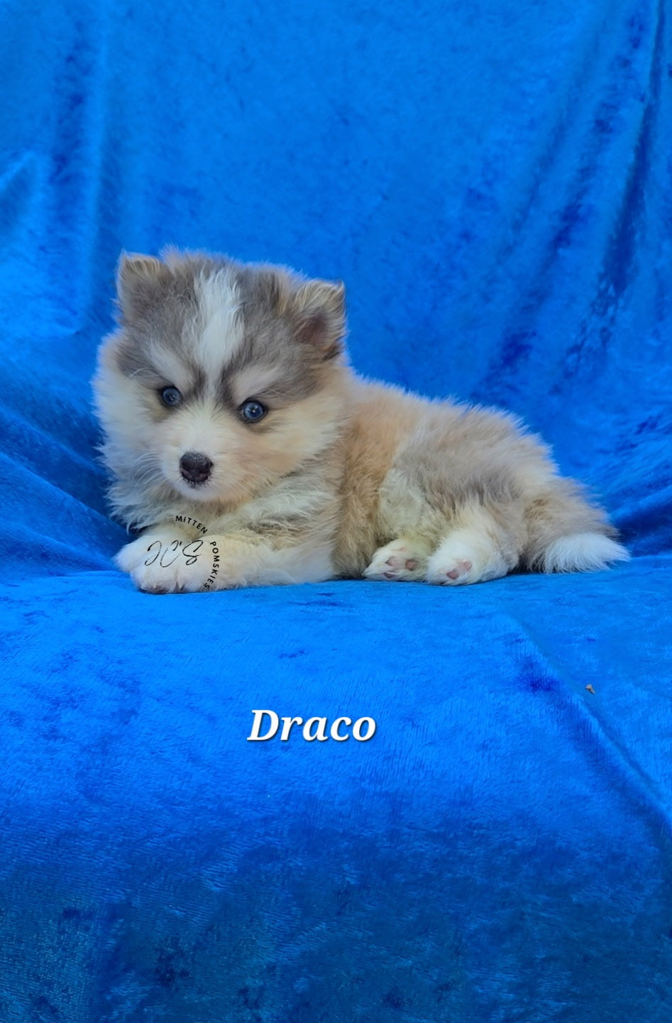 Draco (MALE) RARE BLUE Micro