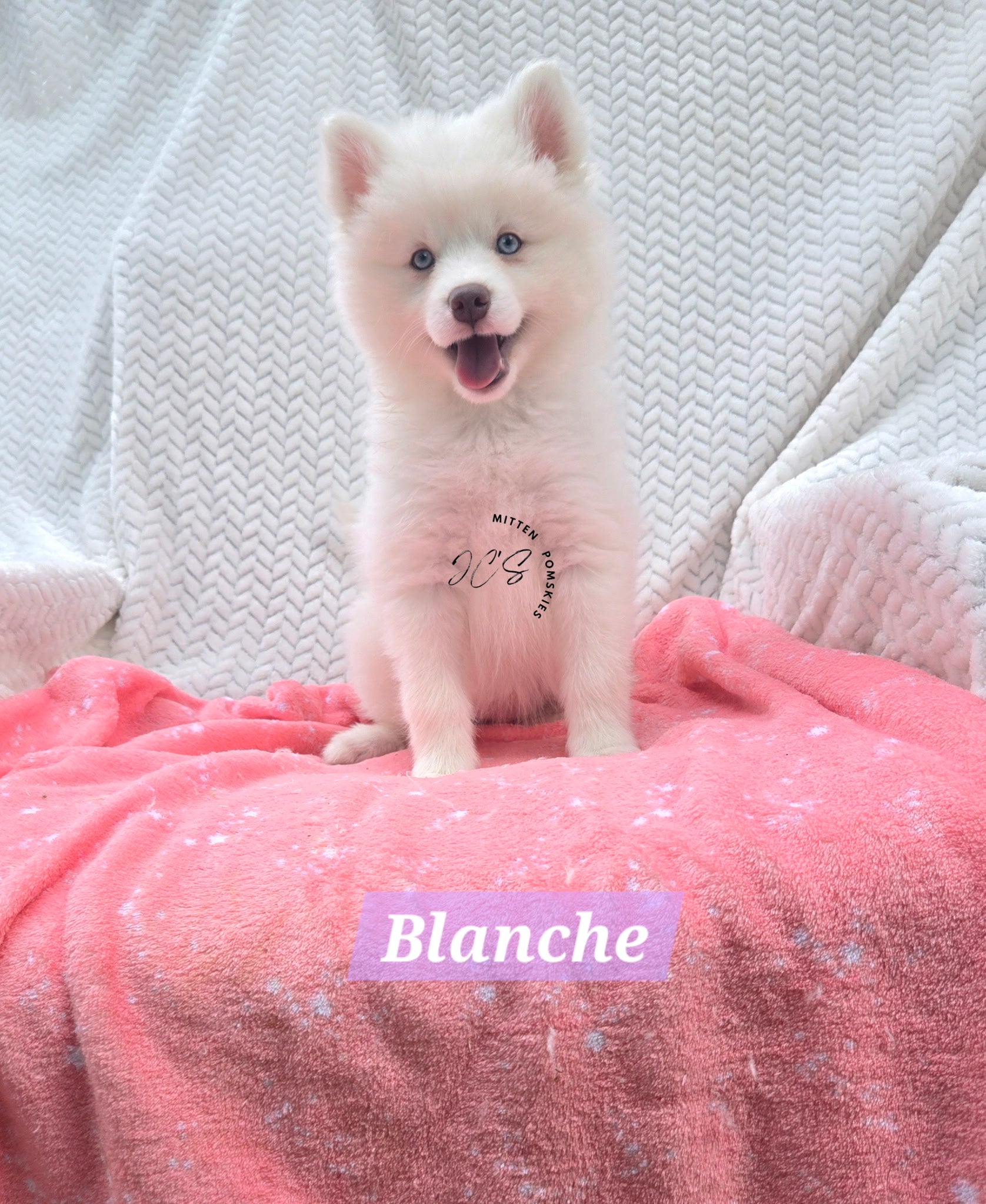 Blanche (FEMALE) Mini