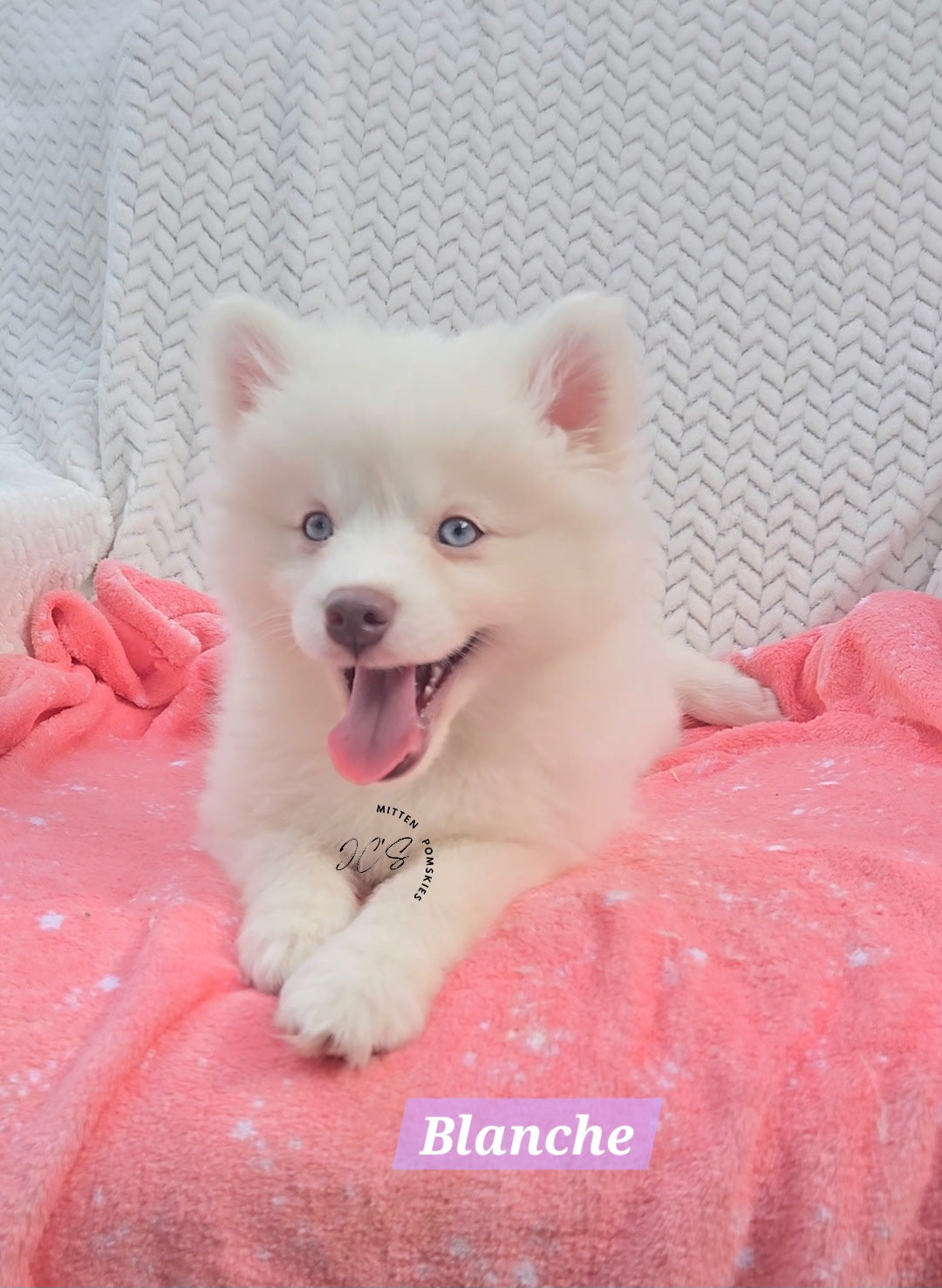 Blanche (FEMALE) Mini