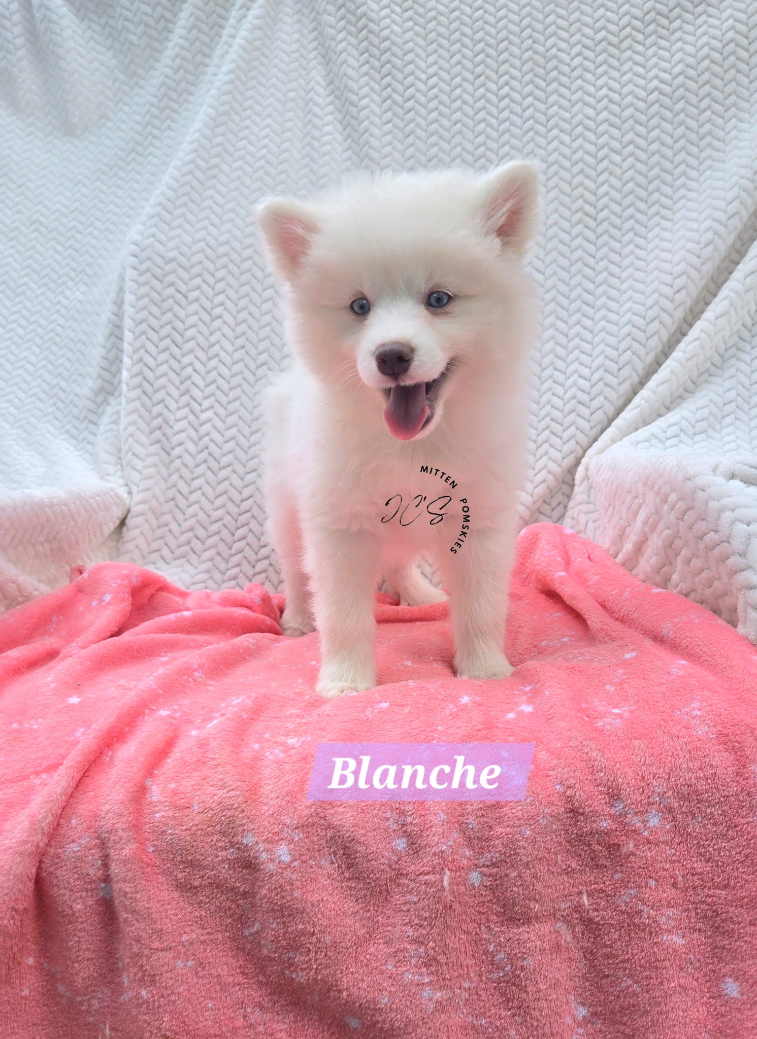Blanche (FEMALE) Mini